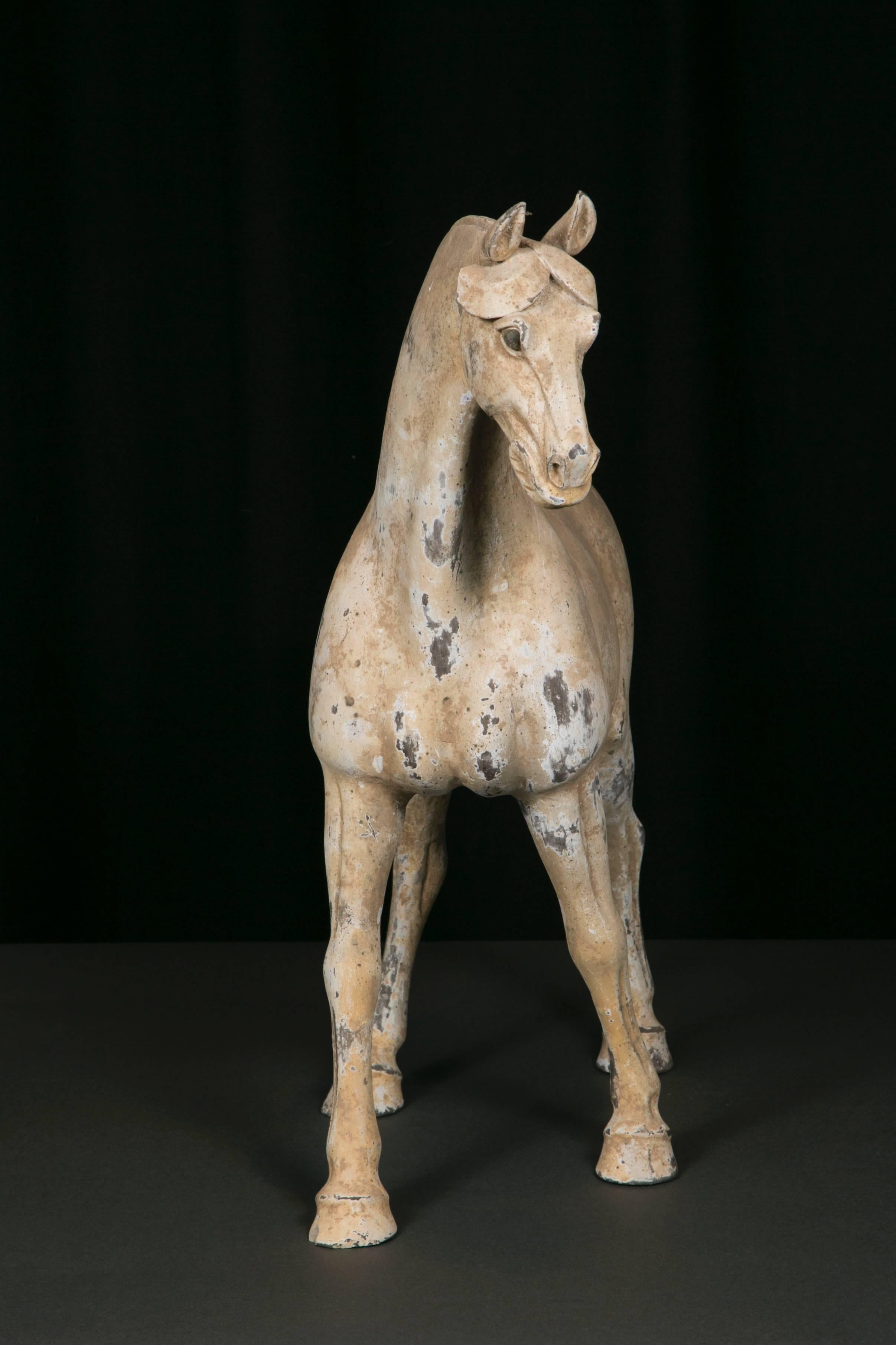 Terracotta Horse, Dynastie Tang, 'AD 618- AD 907' For Sale 1