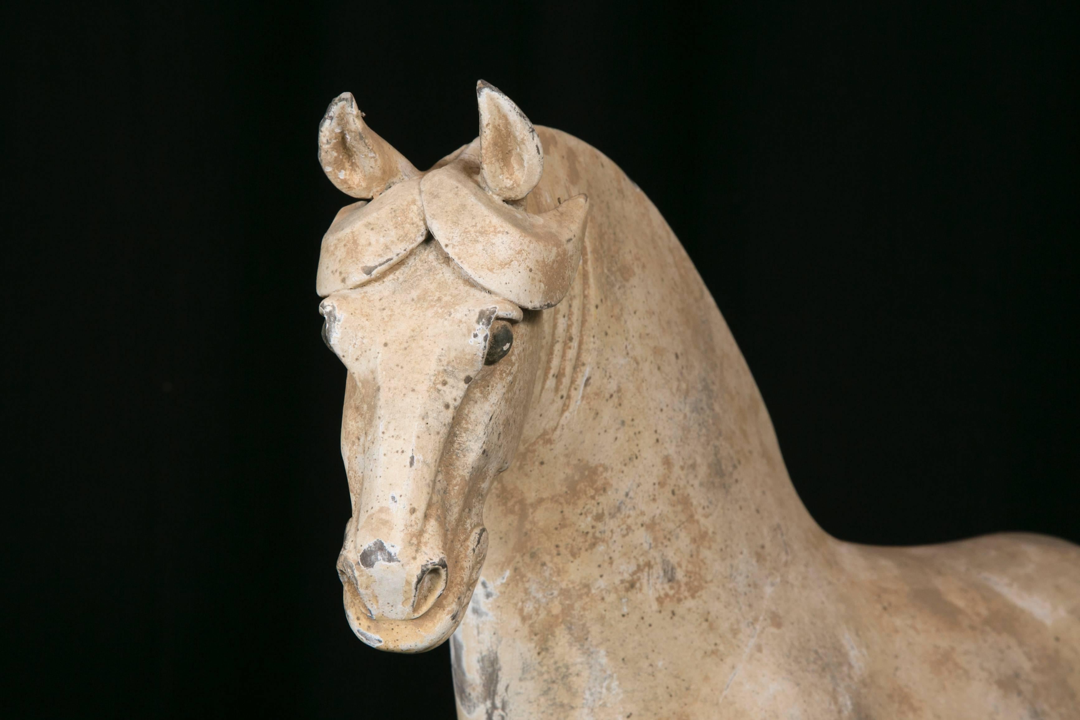 Terracotta Horse, Dynastie Tang, 'AD 618- AD 907' For Sale 2