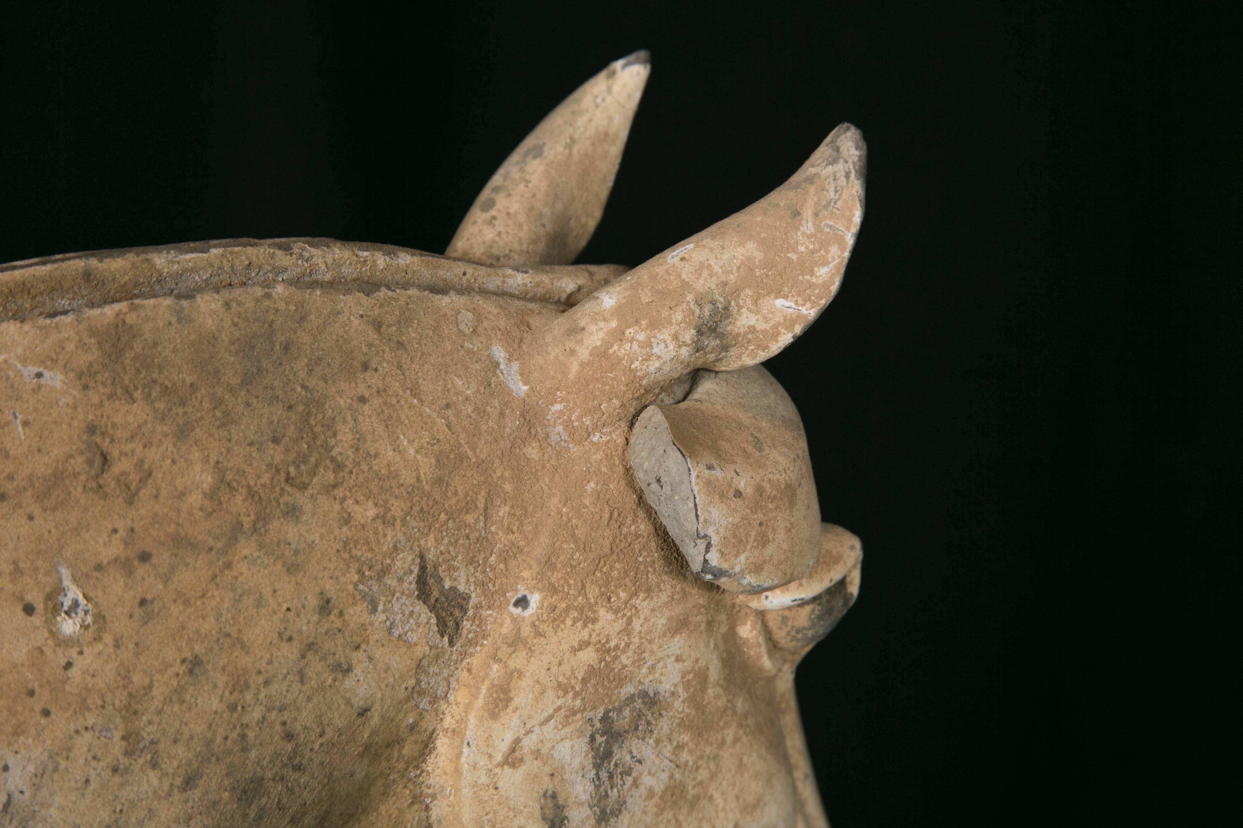 Terracotta Horse, Dynastie Tang, 'AD 618- AD 907' For Sale 3