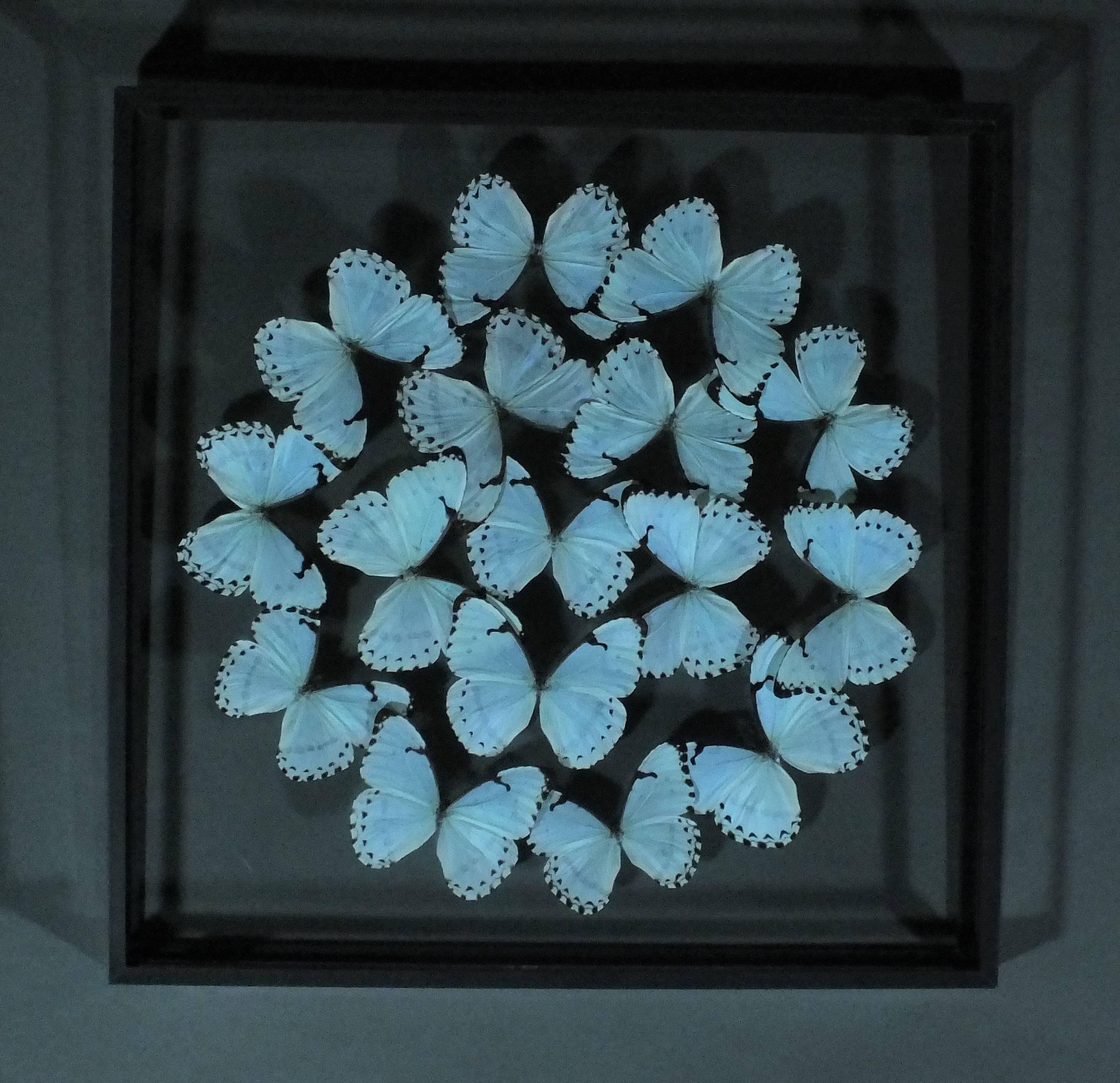 Dried Morpho catenarius butterflies in a double glass frame. Signed Violo on the top right.