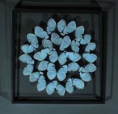 Delicate Composition of Framed Morpho Catenarius Butterflies by Olivier Violo