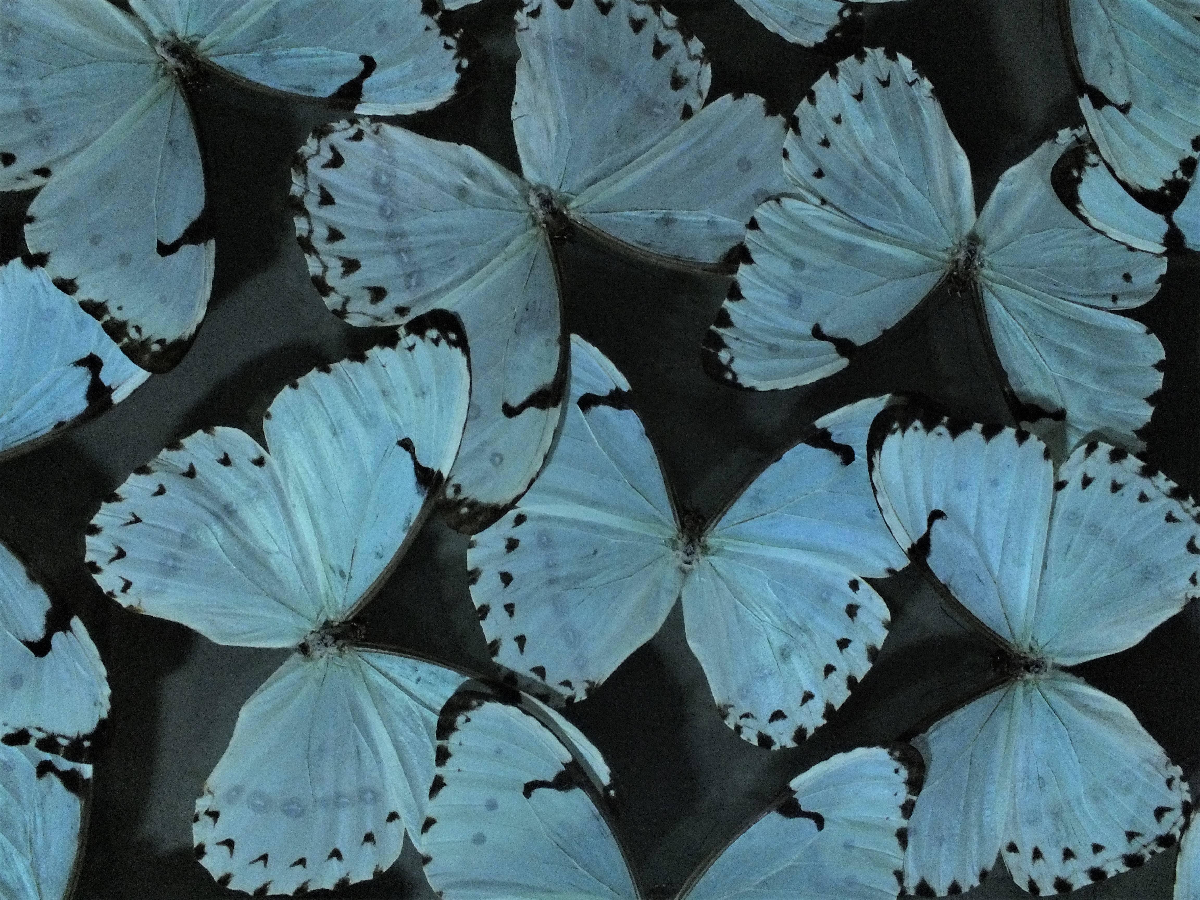 Contemporary Delicate Composition of Framed Morpho Catenarius Butterflies by Olivier Violo For Sale