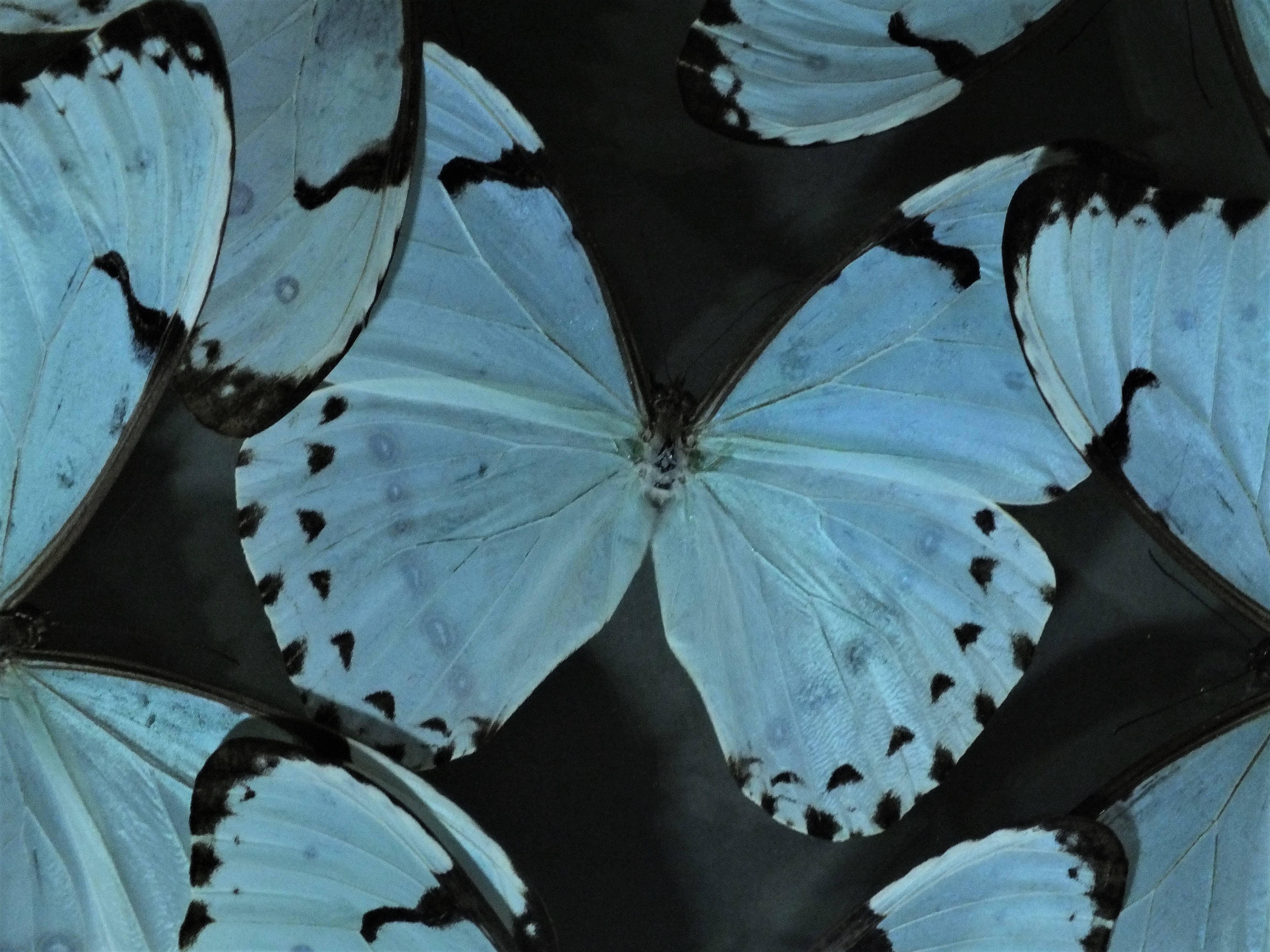 Delicate Composition of Framed Morpho Catenarius Butterflies by Olivier Violo For Sale 1