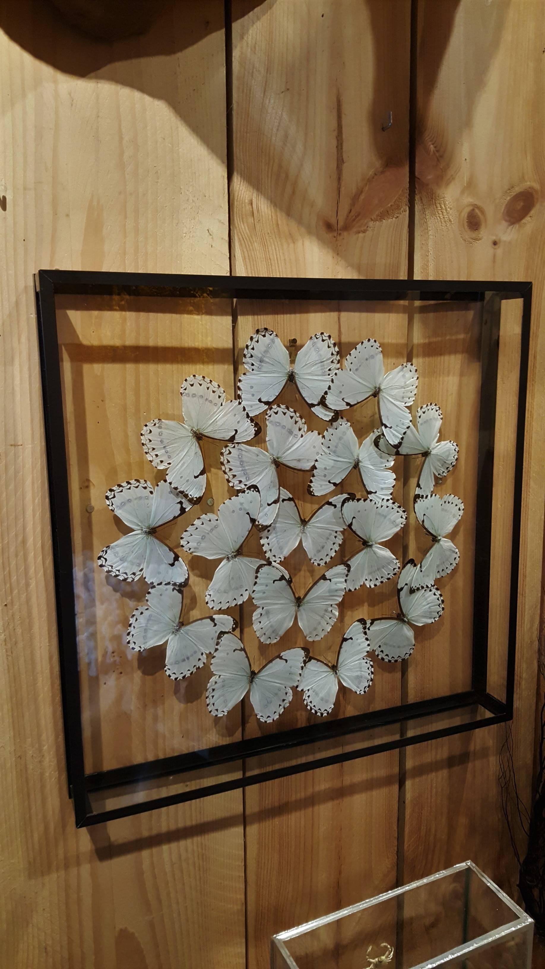French Delicate Composition of Framed Morpho Catenarius Butterflies by Olivier Violo For Sale