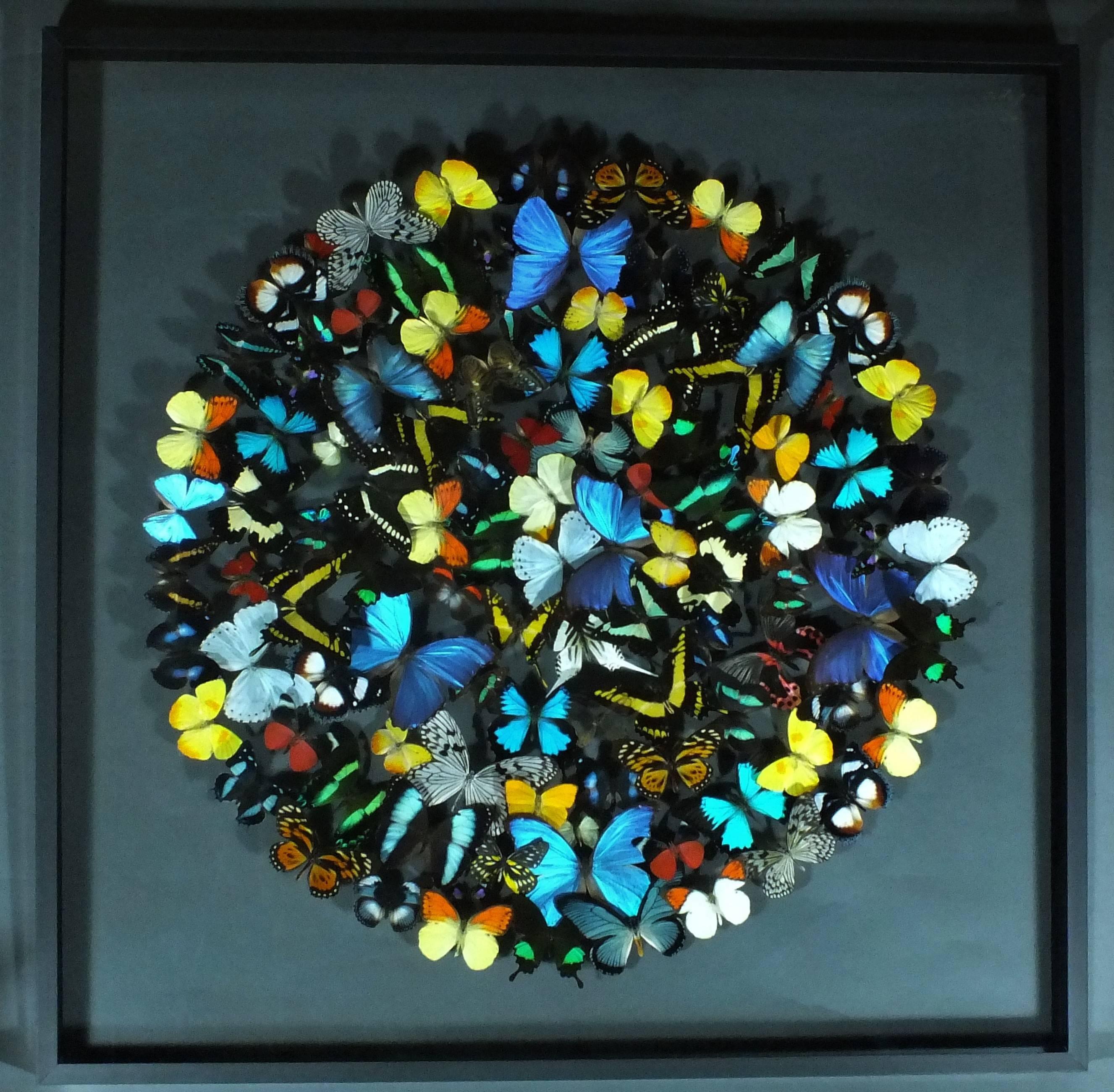 Dried butterflies of different species mounted onto a double glass frame. Signed Violo on the top right.