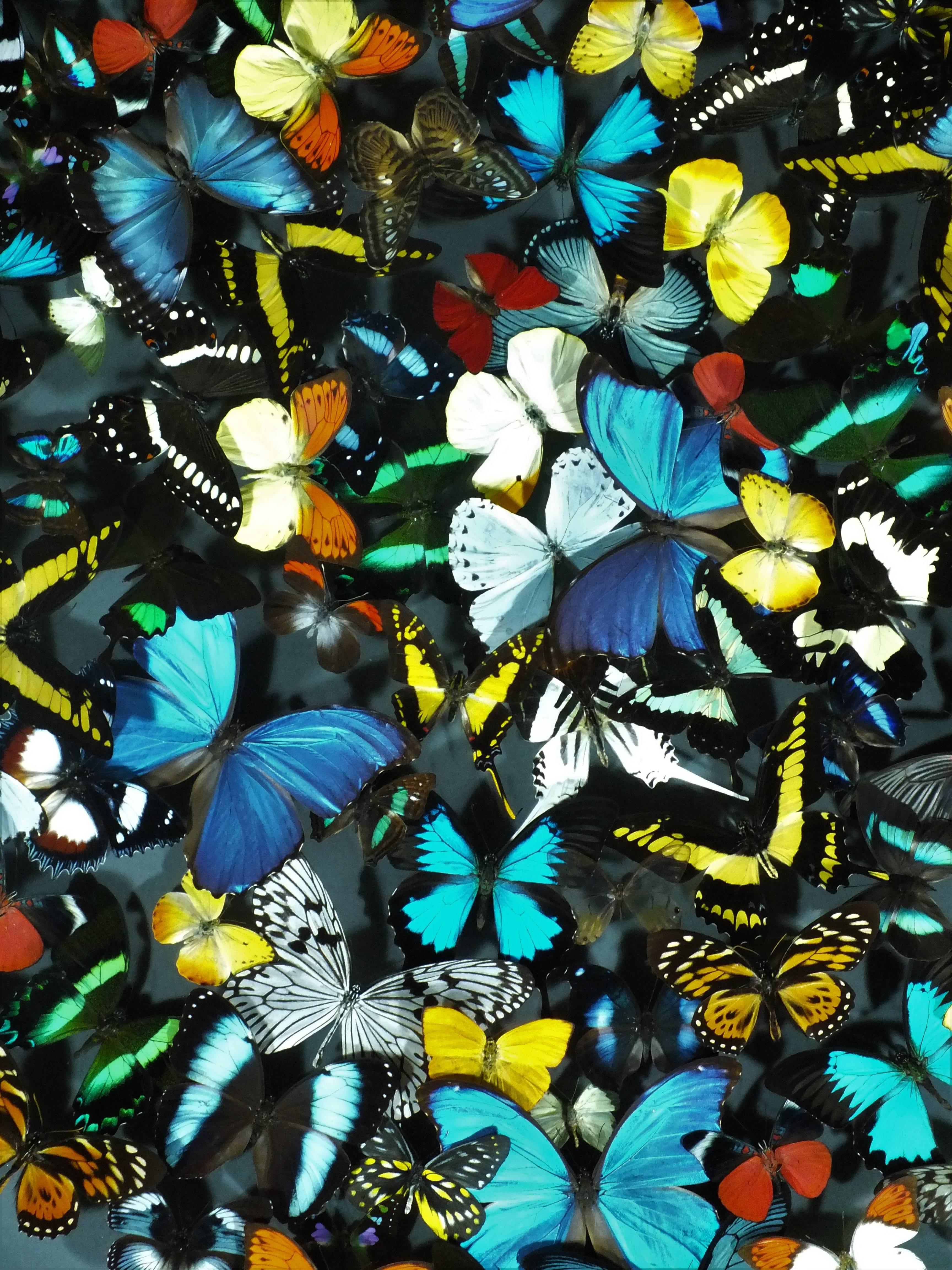 Contemporary Stunning Colourful Composition of Framed Butterflies by Olivier Violo For Sale