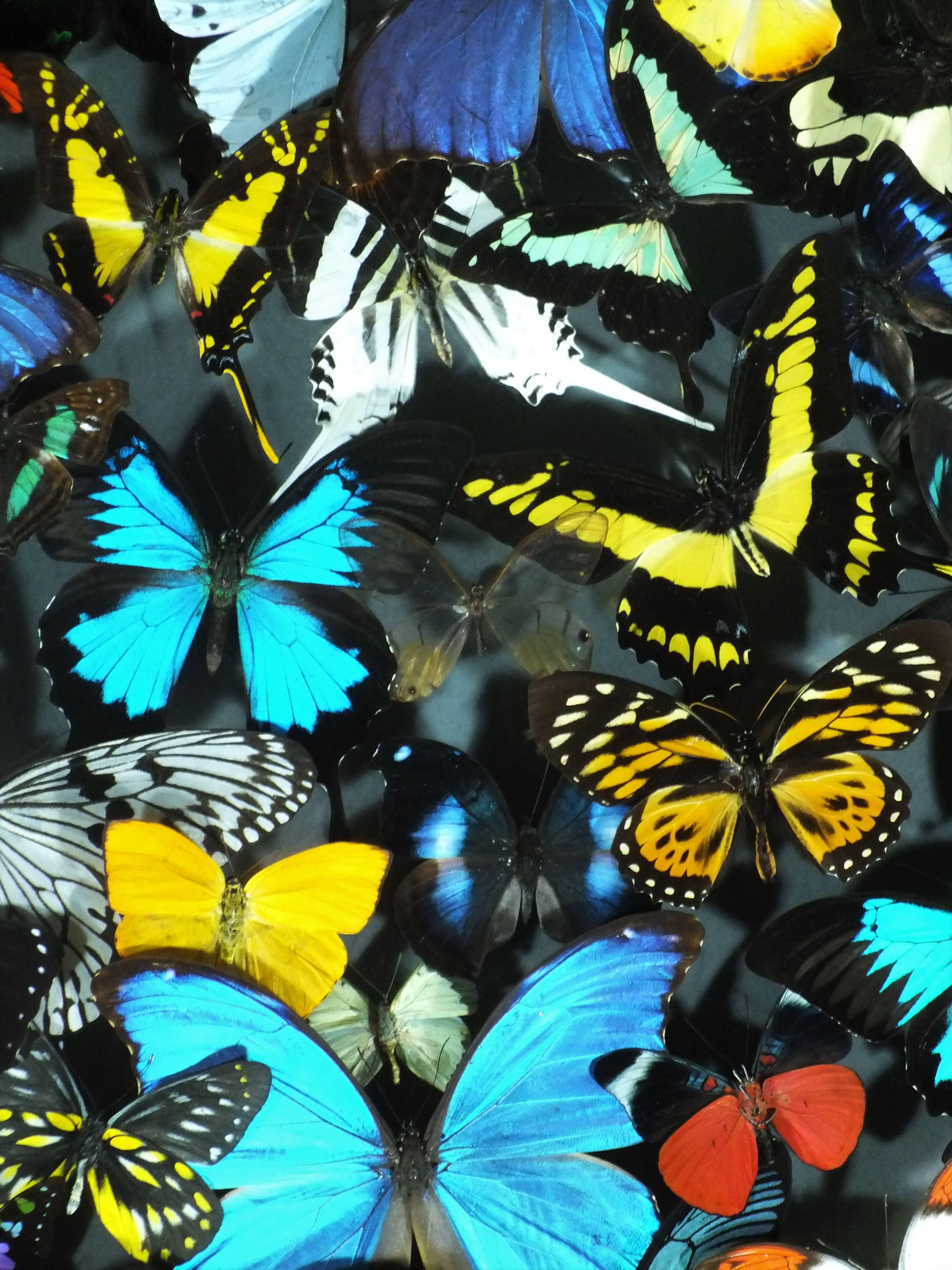 Stunning Colourful Composition of Framed Butterflies by Olivier Violo For Sale 1