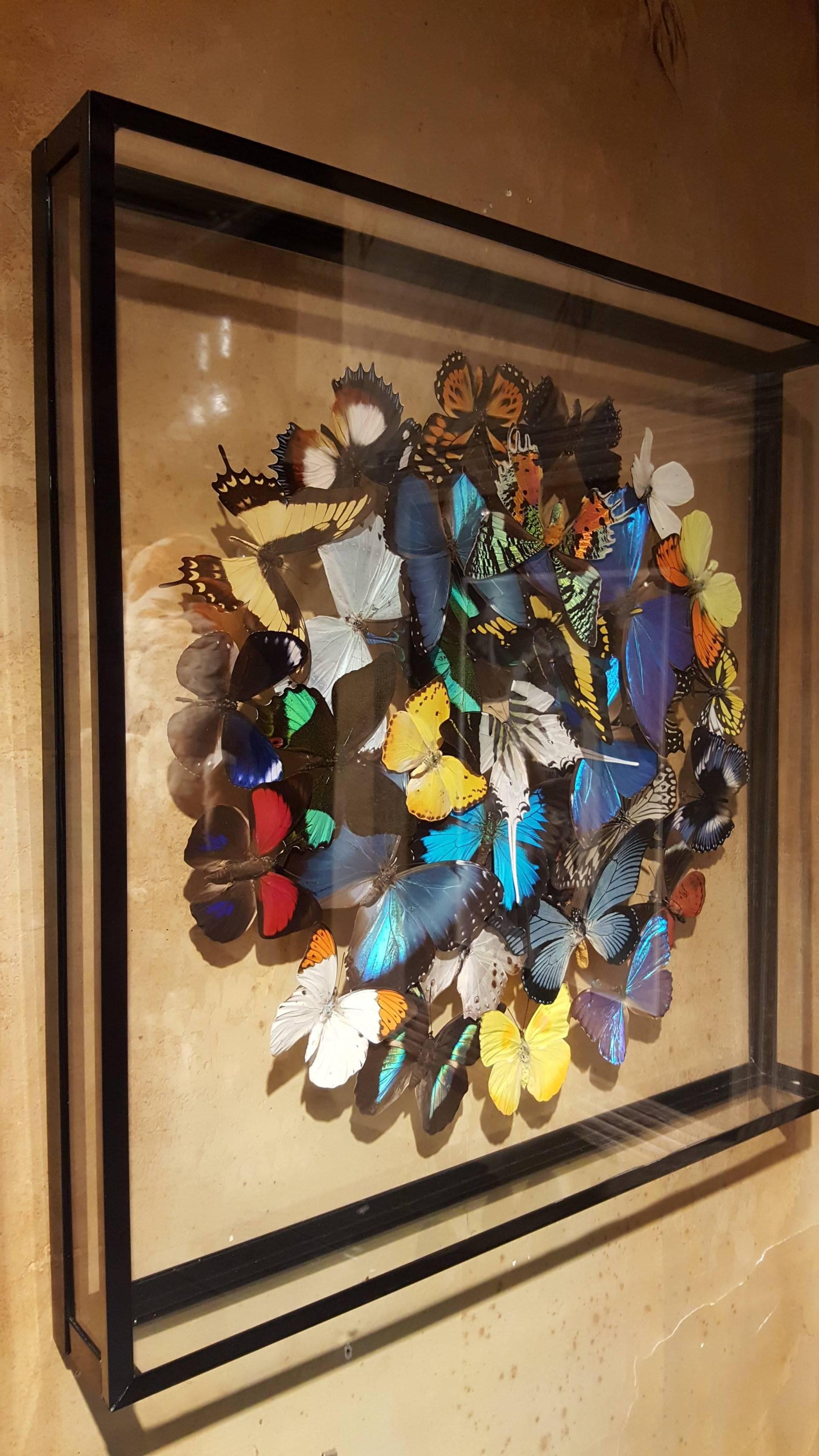 French Stunning Colorful Composition of Framed Butterflies by Olivier Viol
