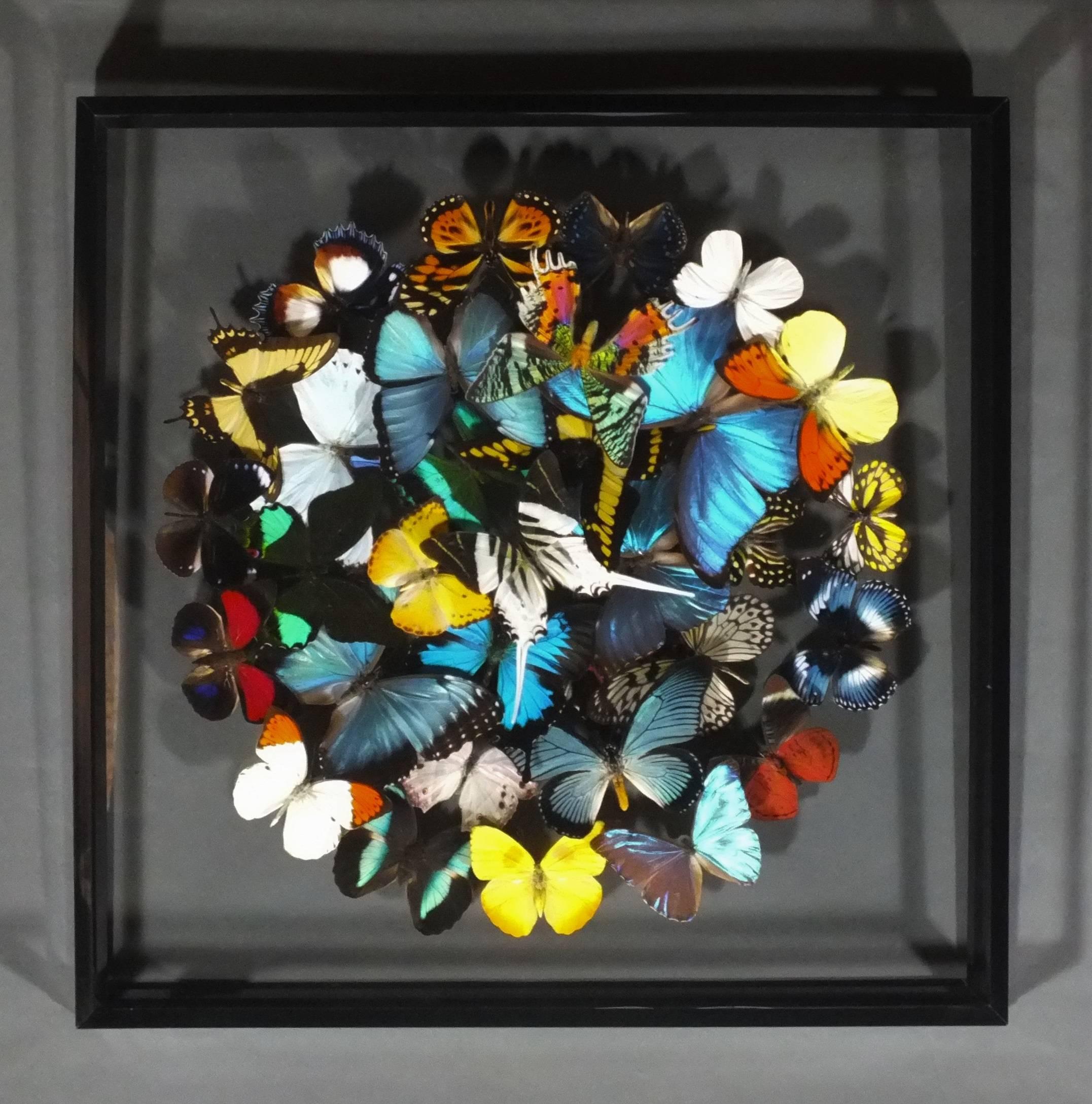 Dried butterflies of different species mounted onto a double glass frame. Signed Violo on the top right.
The name of all butterflies appearing in this composition is highlighted in yellow on the list shown in picture n°6.