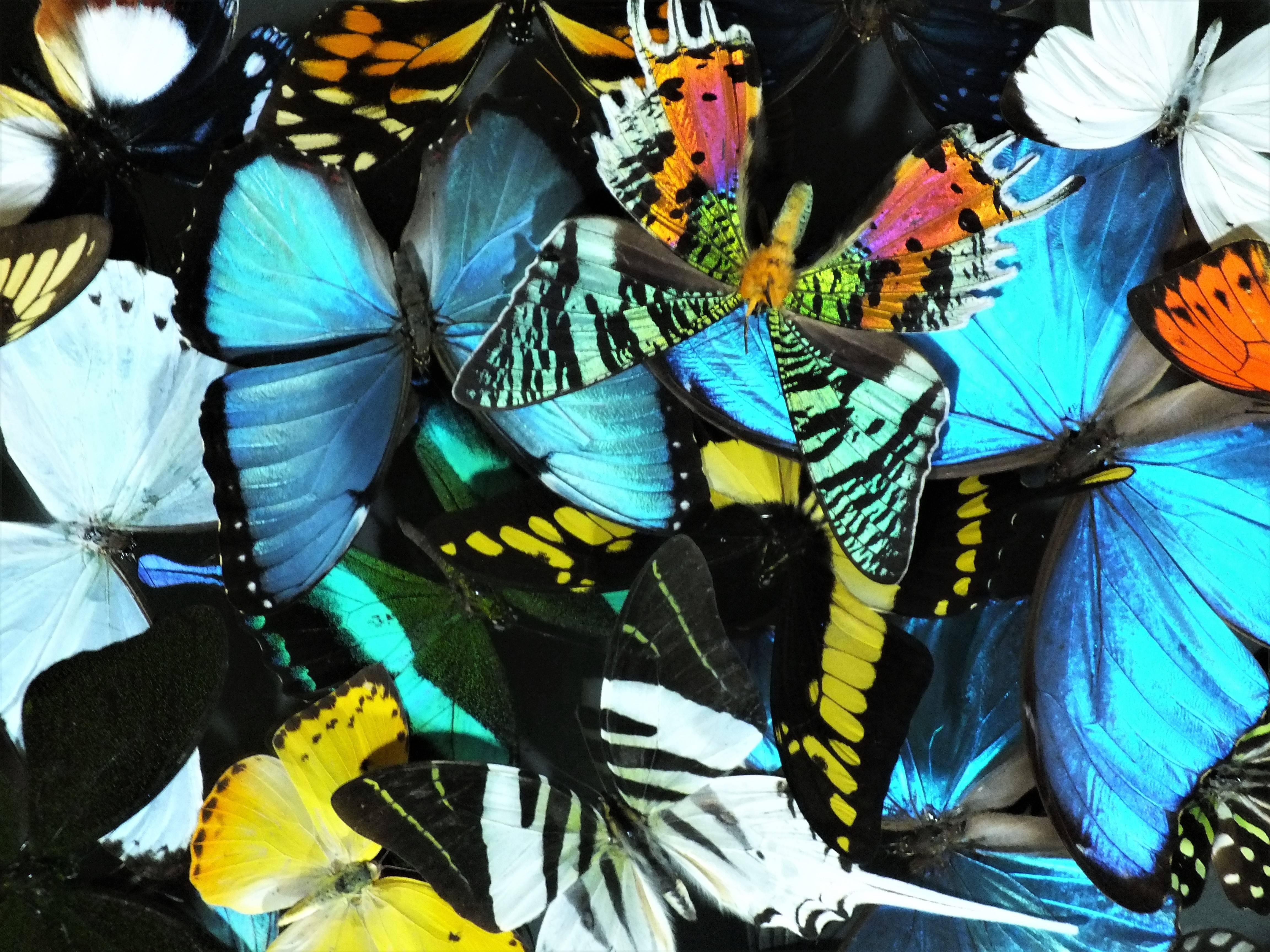Contemporary Stunning Colorful Composition of Framed Butterflies by Olivier Viol