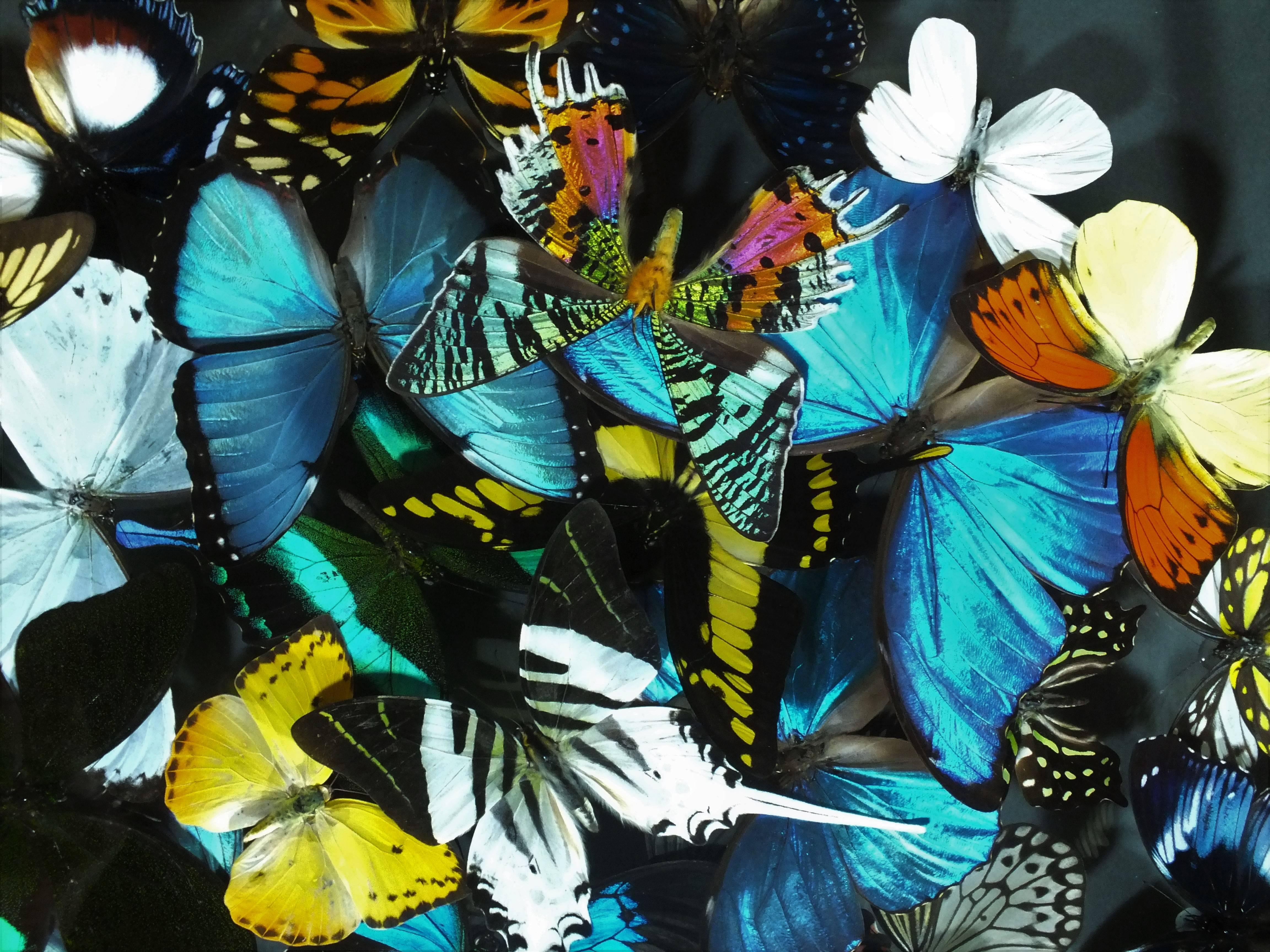 Stunning Colorful Composition of Framed Butterflies by Olivier Viol 1