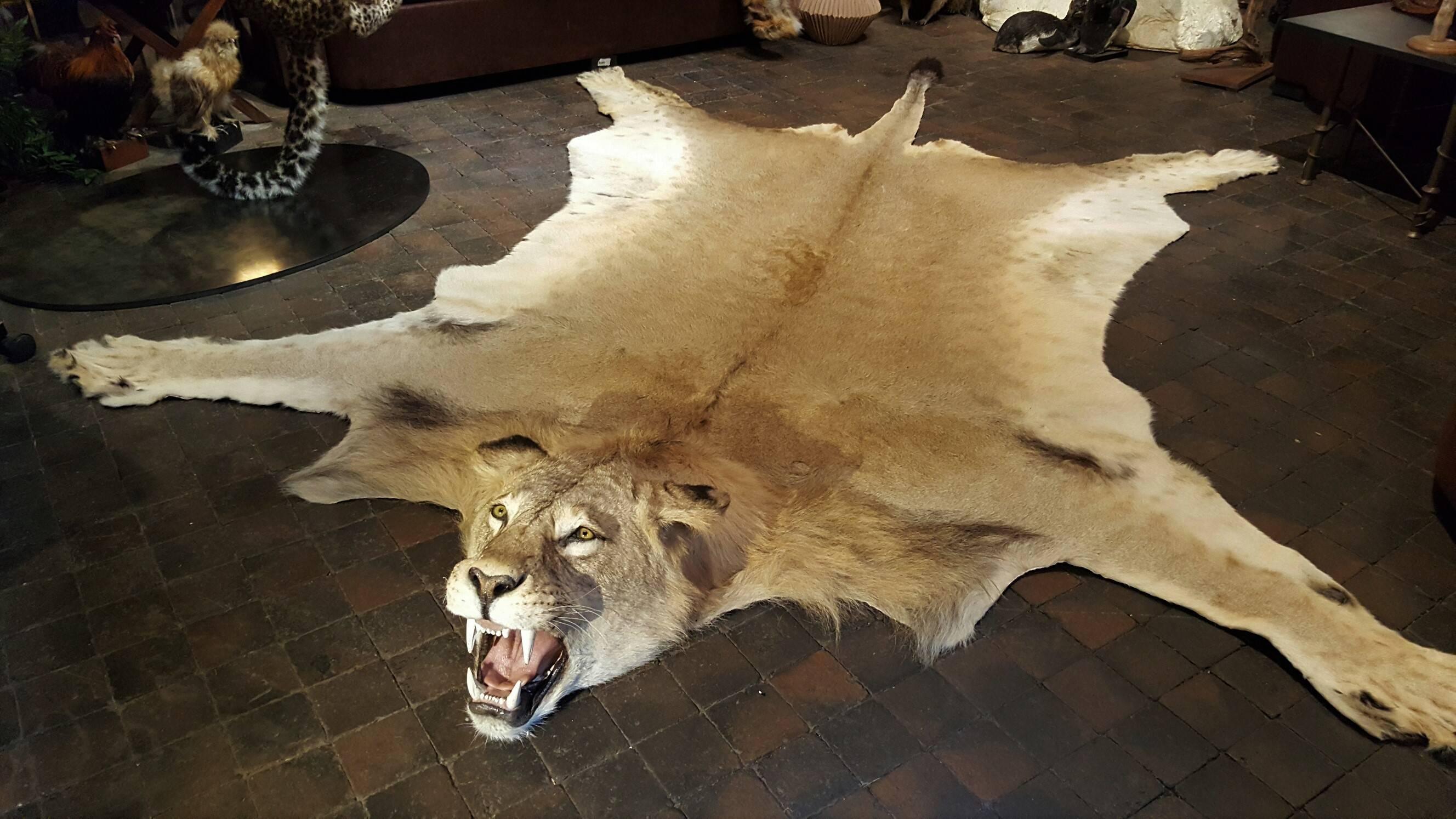 Young male lion skin rug with full head mount, glass eyes, on a black felt backing.
CITES Appendix II/B
Museum quality, in excellent condition.
This animal is bred and died in captivity and sold in compliance with CITES regulations.
This