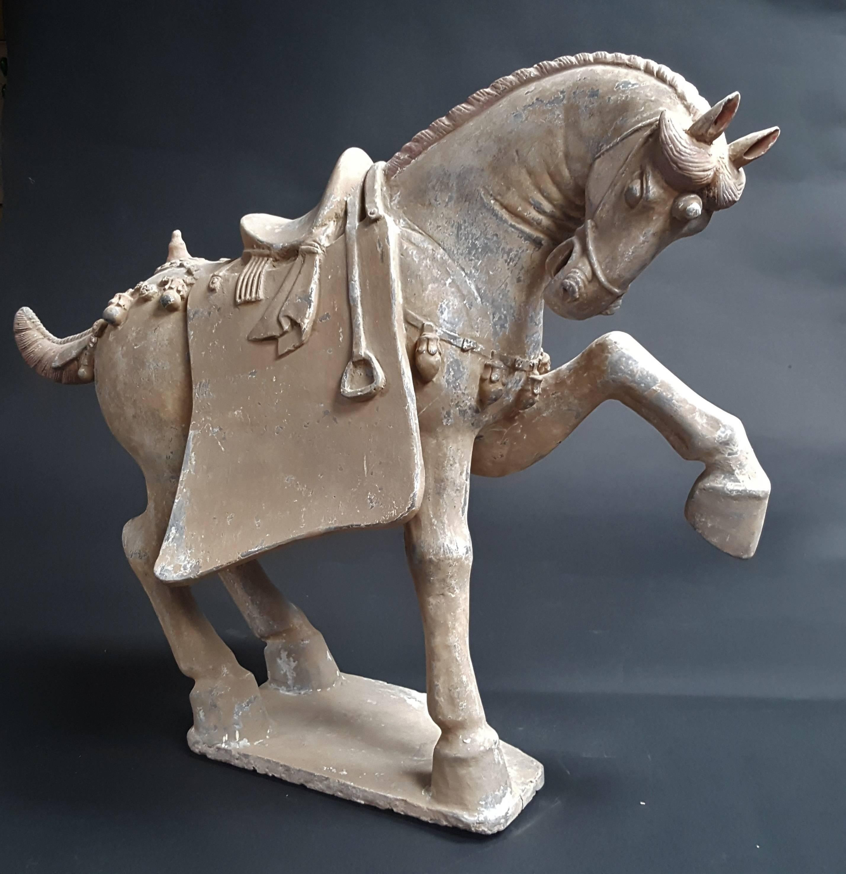 Very nice terracotta prancing horse dating from the Tang dynasty (AD 618- AD 907).
Good condition of conservation
Sold with TL test.
       