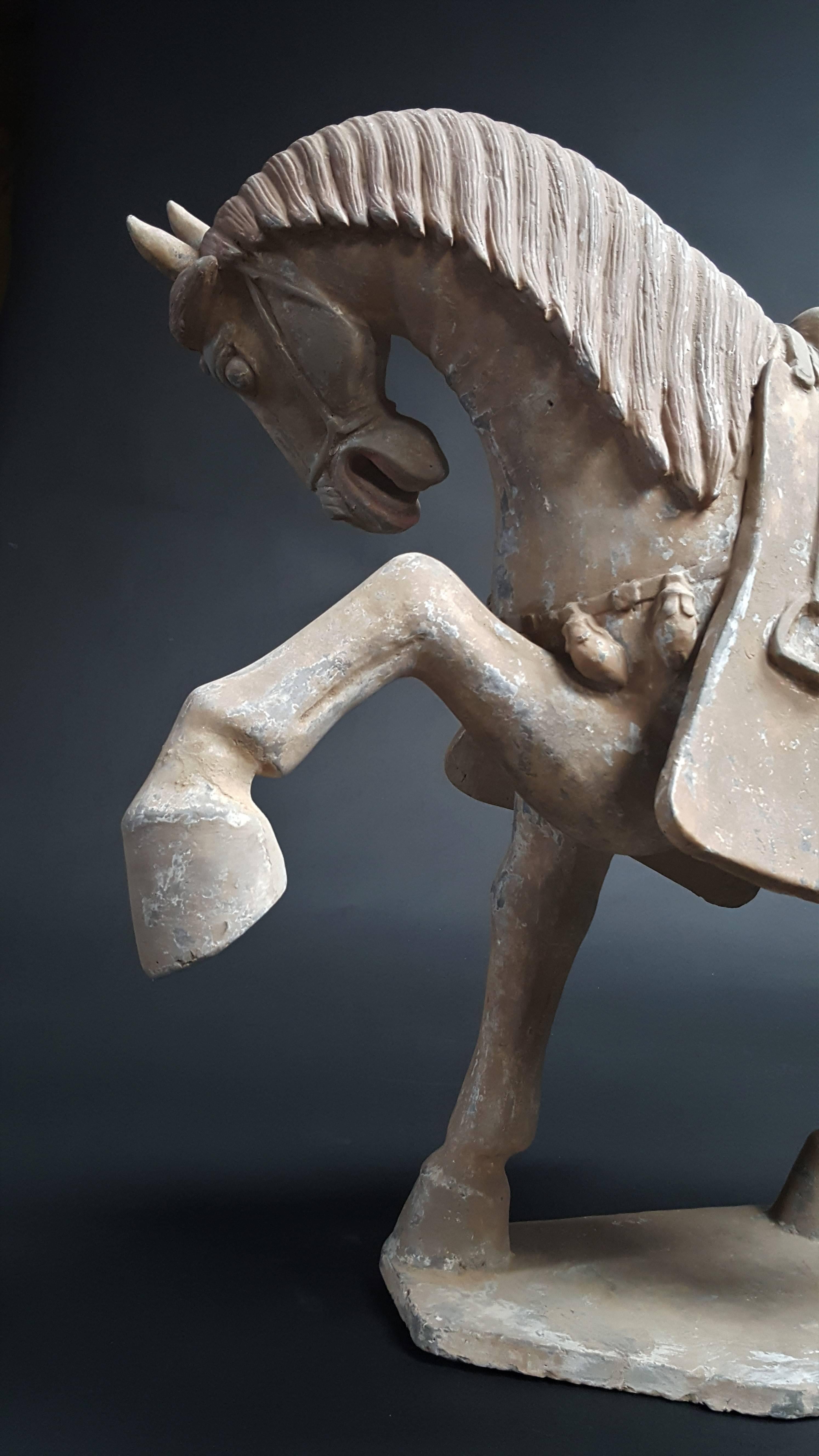 Terracotta Handsome Prancing Horse, Tang Dynasty 'AD 618-AD 907' For Sale