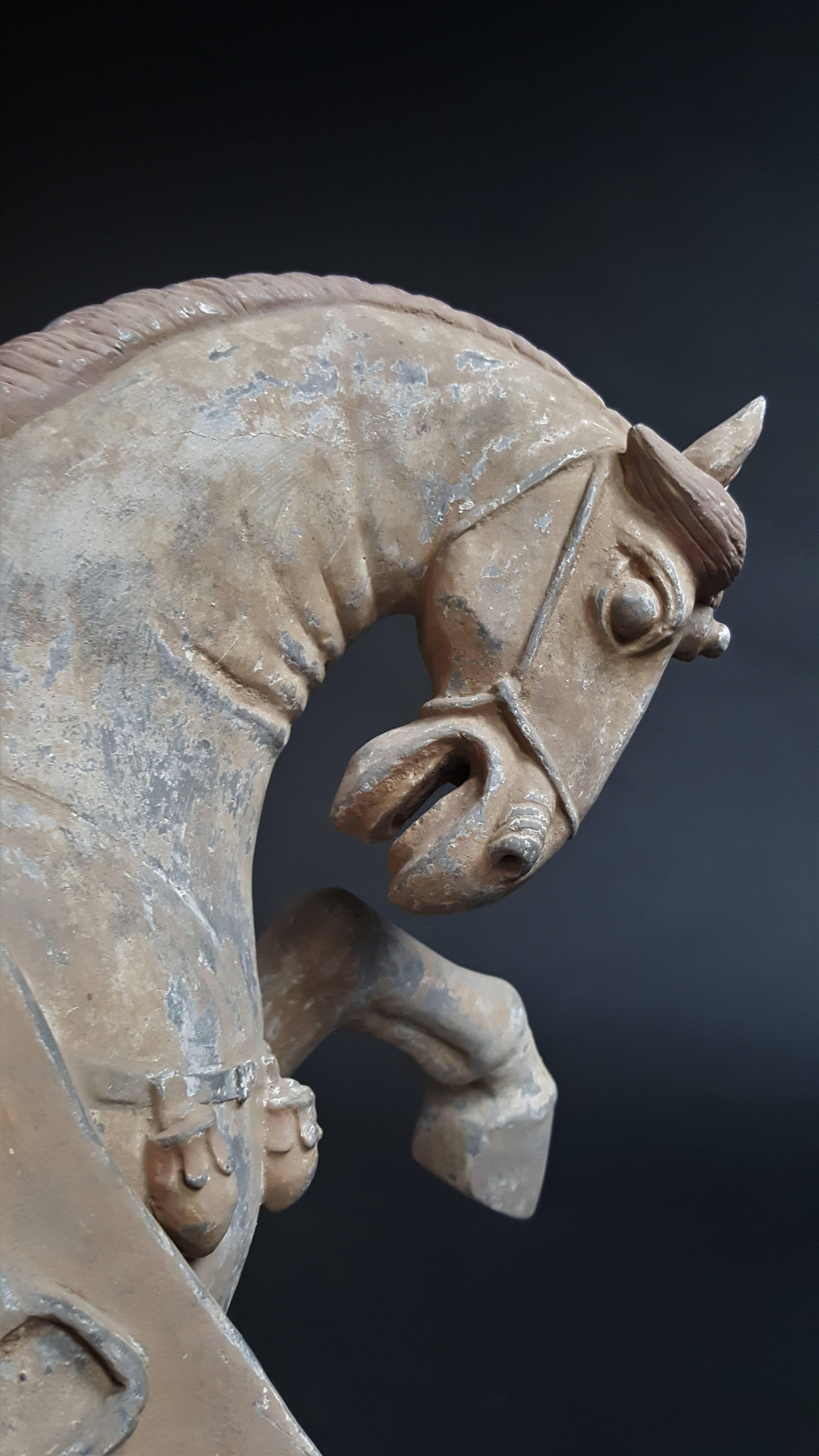 Handsome Prancing Horse, Tang Dynasty 'AD 618-AD 907' For Sale 1