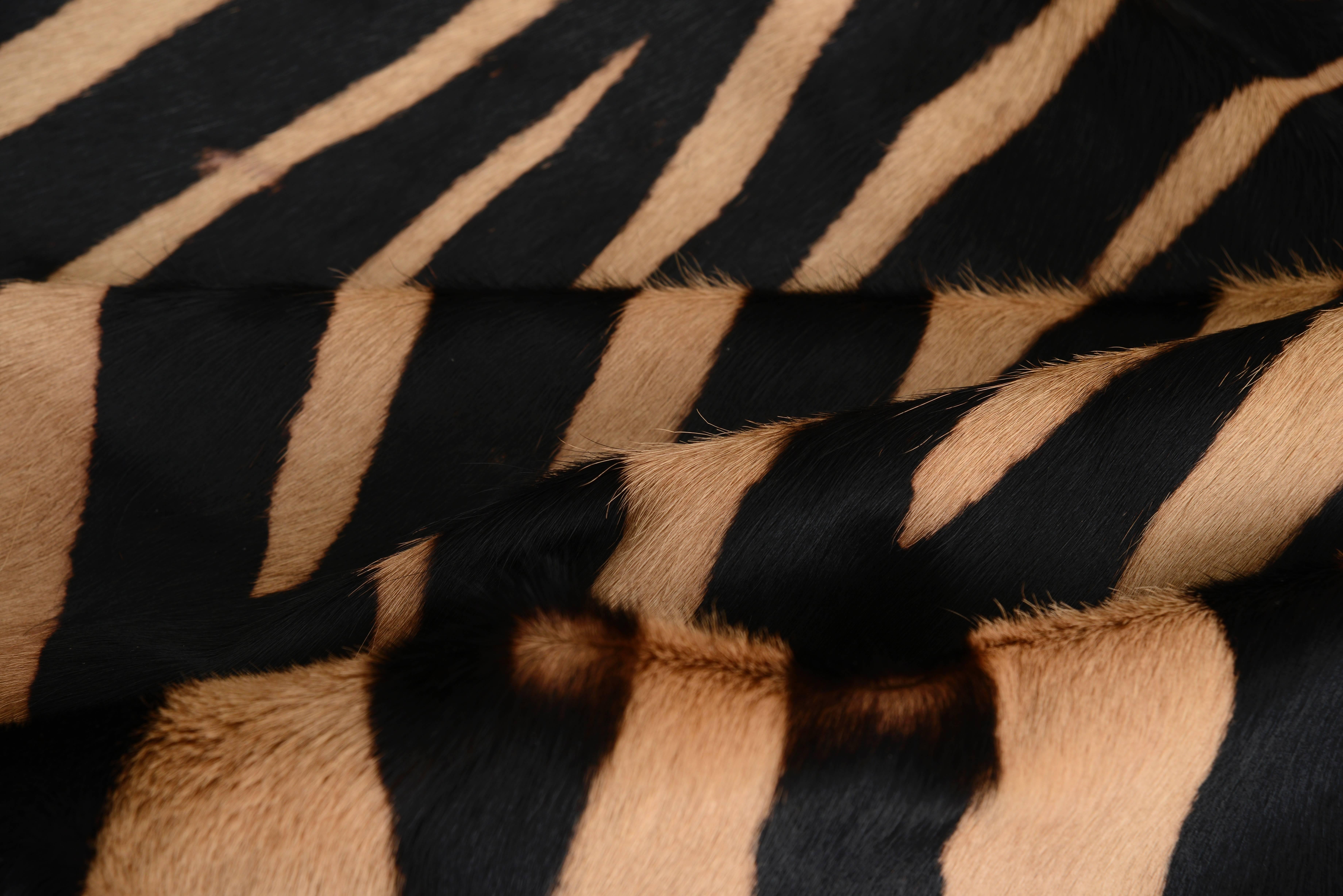 Zebra Stencil Printed (Ink on Caramel) Cow Hide:

All of our Hair Cow Hides are full hides and measure approximately 7'w x 8'l. They are of the highest quality from the French region of Normandy and naturally raised in a free roaming field.   The