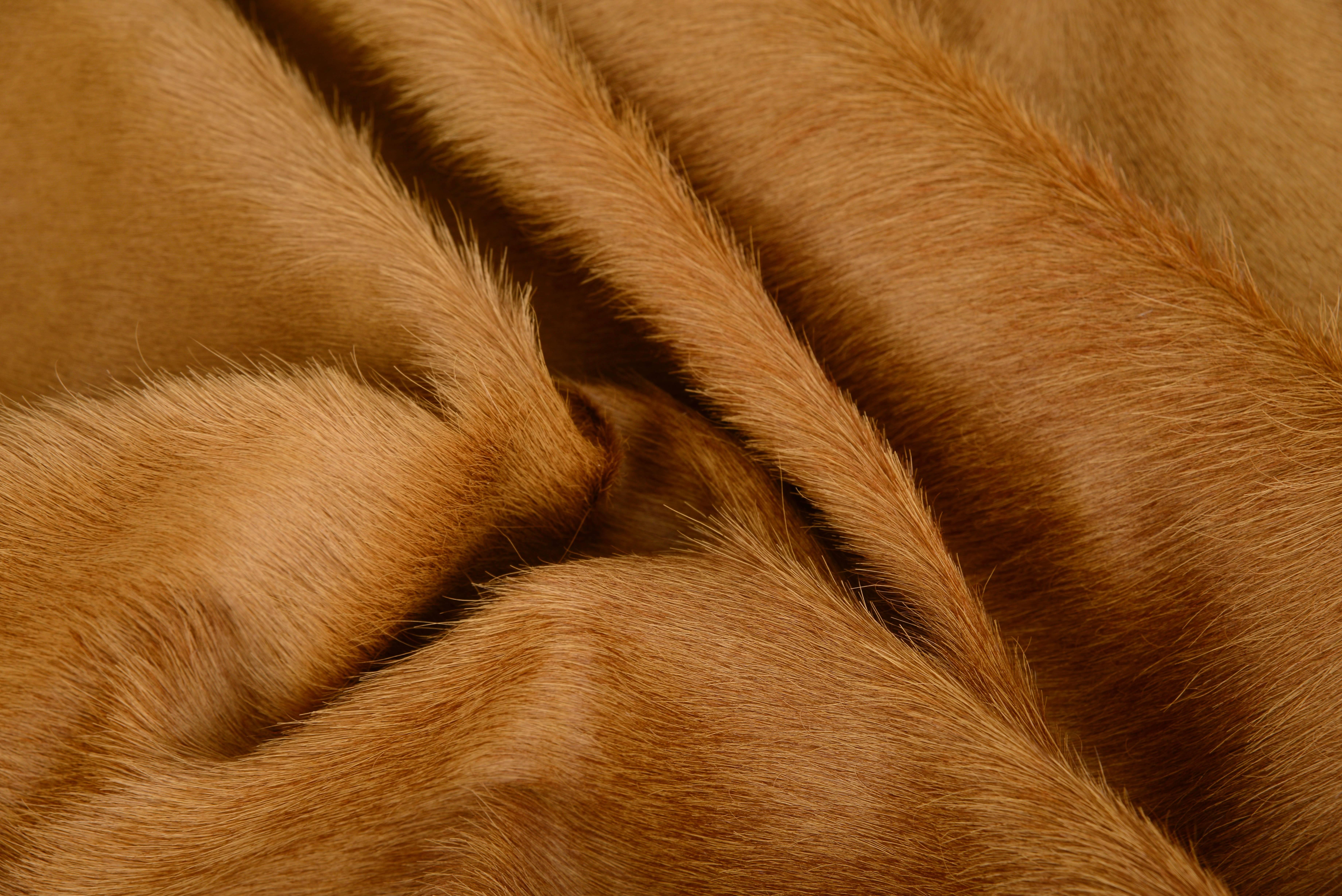 Caramel cow hide hair rug:

All of our hair cow hides are full hides and measure approximately 7' W x 8' L. They are of the highest quality from the French region of Normandy and naturally raised in a free roaming field. The hair of these cows is