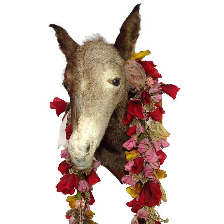 1930s Taxidermy Mini Foal Mule Mix Horse Donkey Mounted at ... 1930s Taxidermy Mini Foal Mule Mix Horse Donkey Mounted at ...