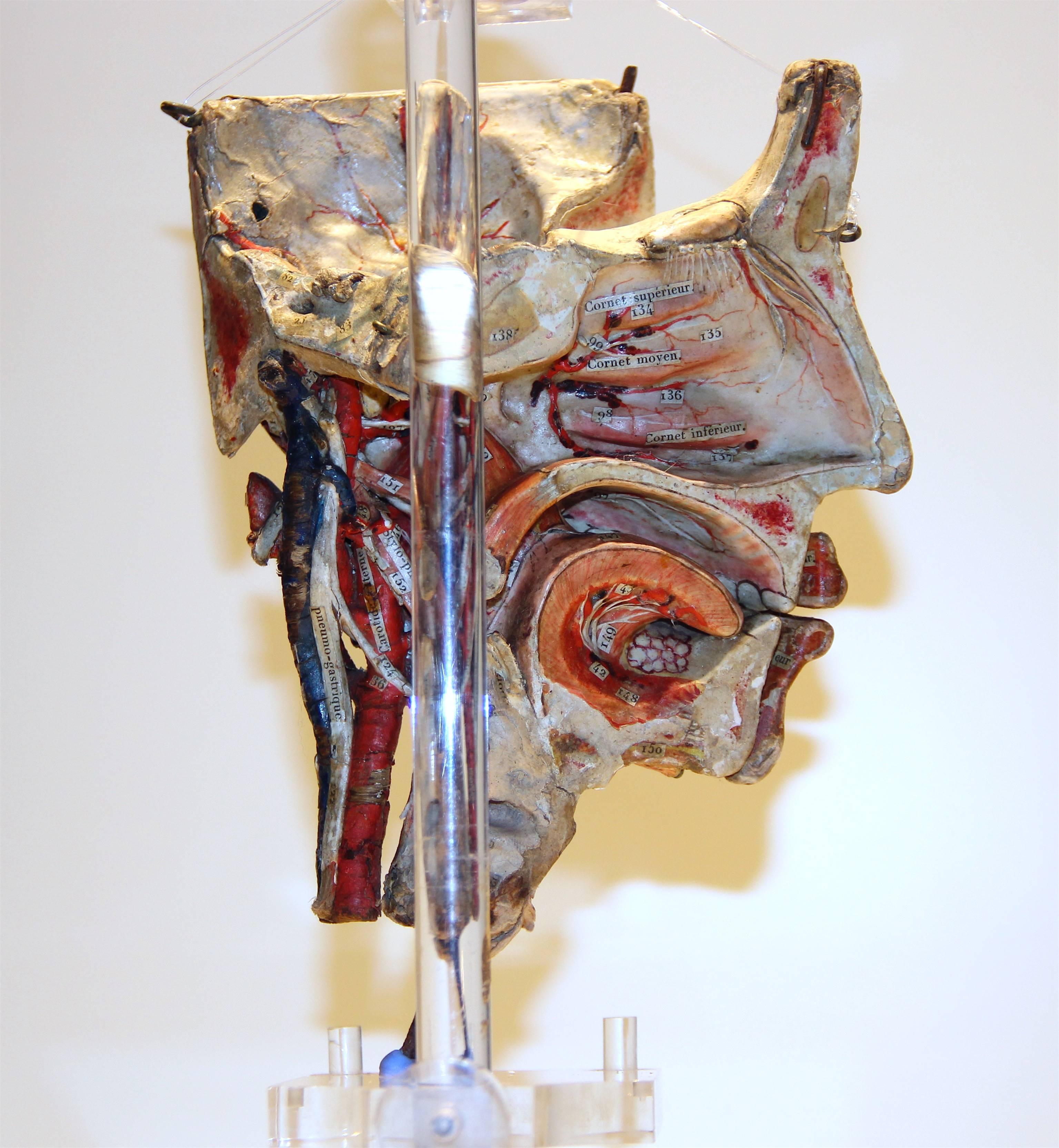 Other Detachable Anatomical Head Model  in Paper-Mâché by Dr. Auzoux For Sale