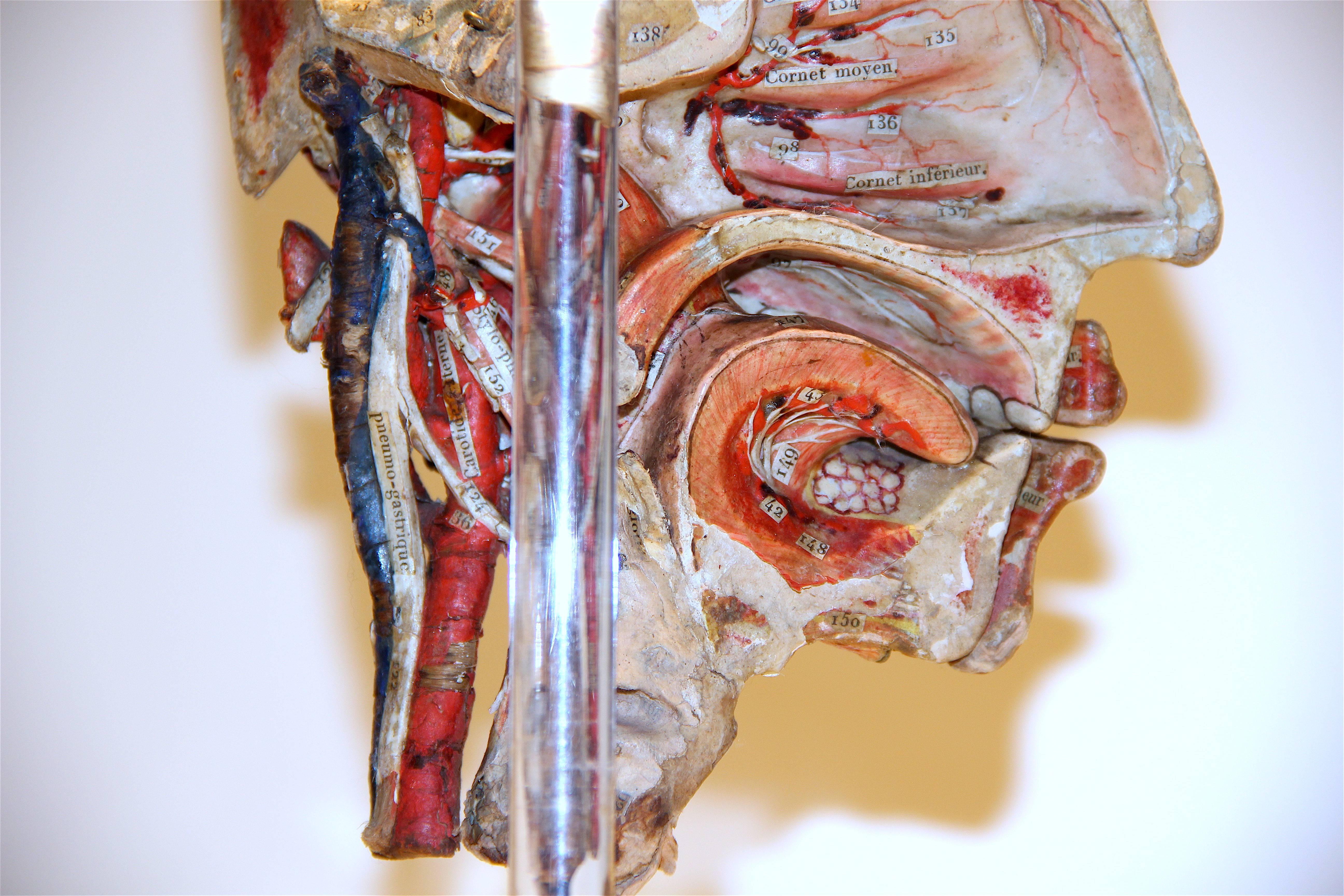 French Detachable Anatomical Head Model  in Paper-Mâché by Dr. Auzoux For Sale