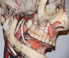 Big Anatomical Head Model in Paper-Mâché by Dr. Auzoux