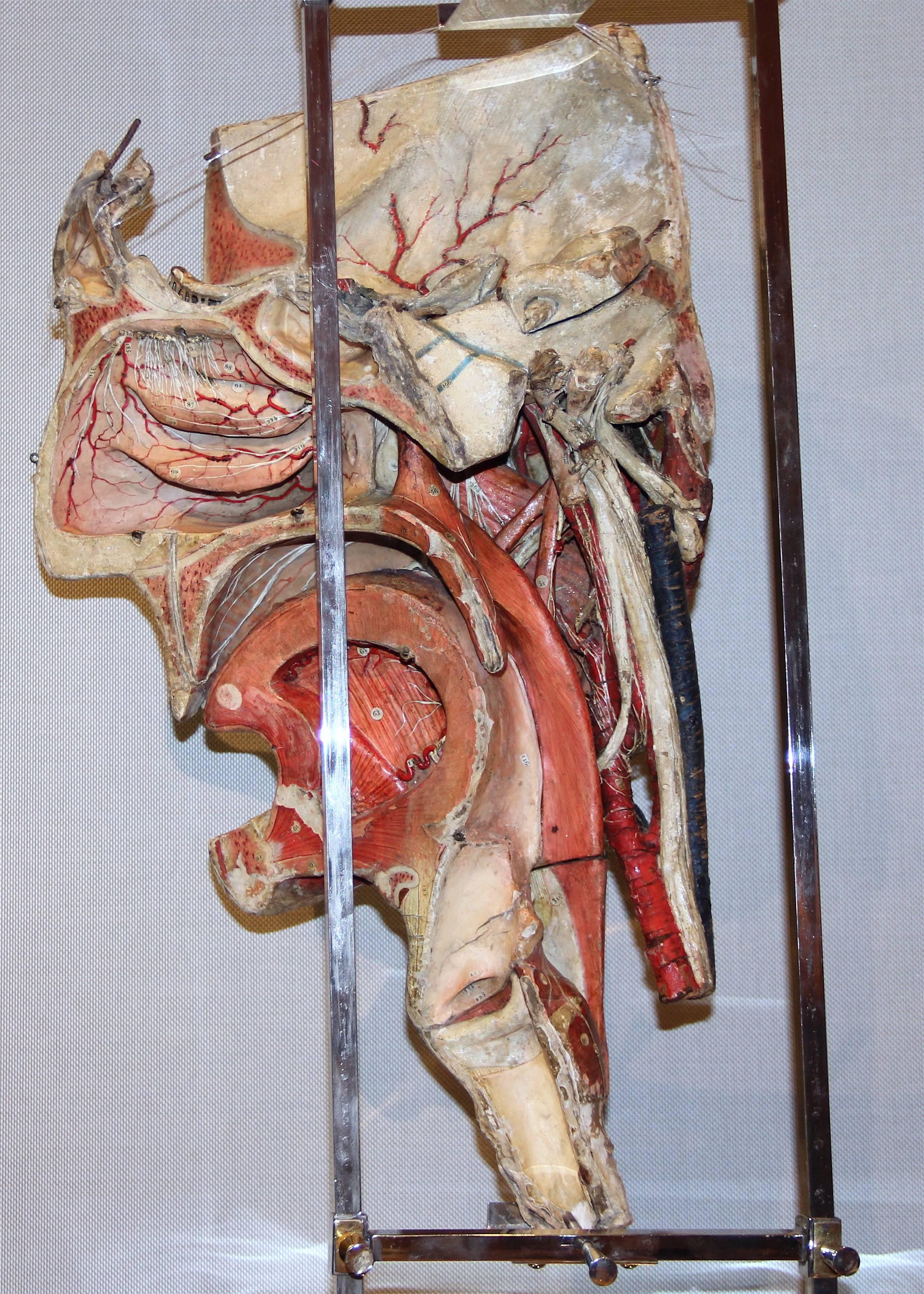 Other Big Anatomical Head Model in Paper-Mâché by Dr. Auzoux For Sale