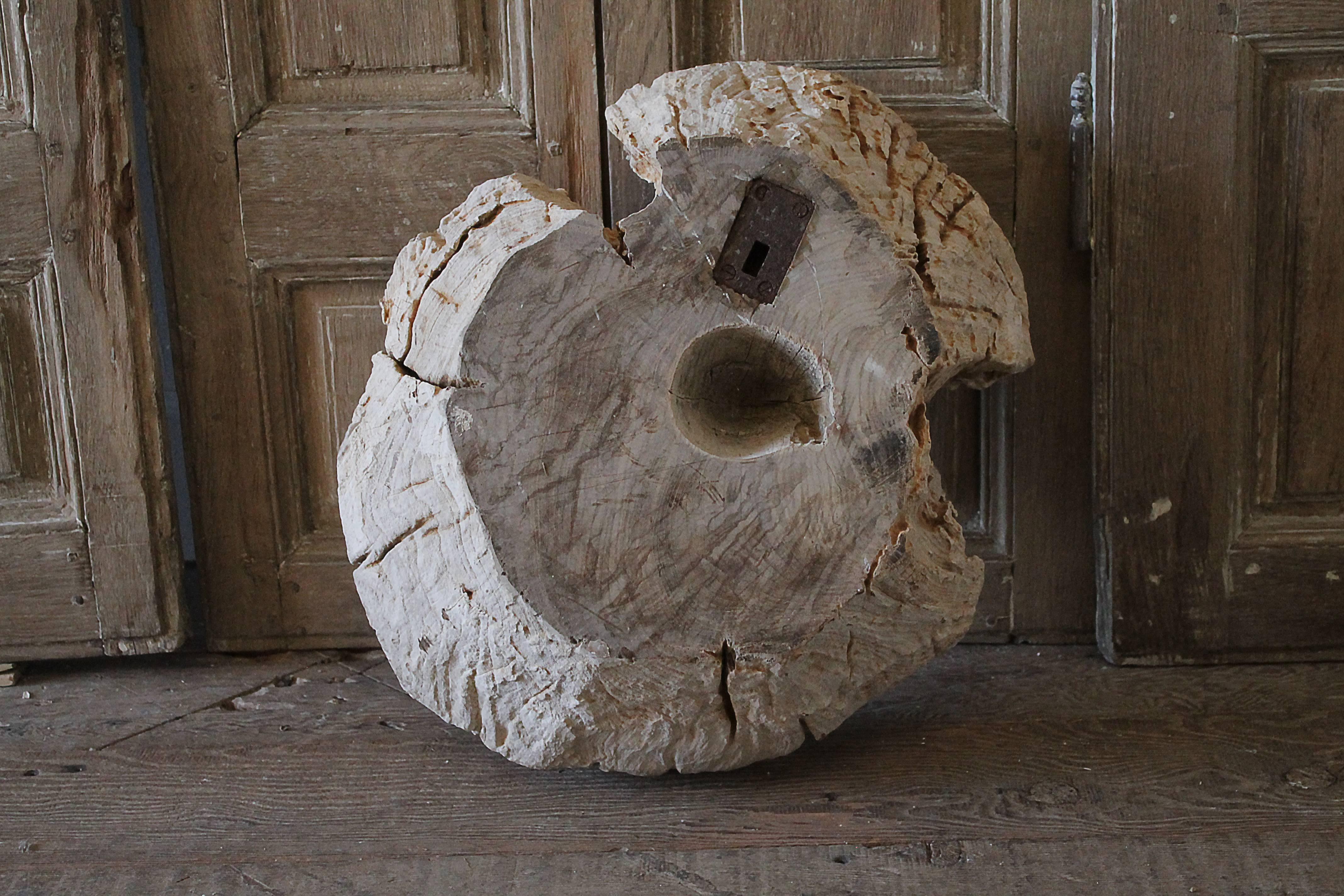 Contemporary Carved Petrified Wood Wall Decor or Centrepiece