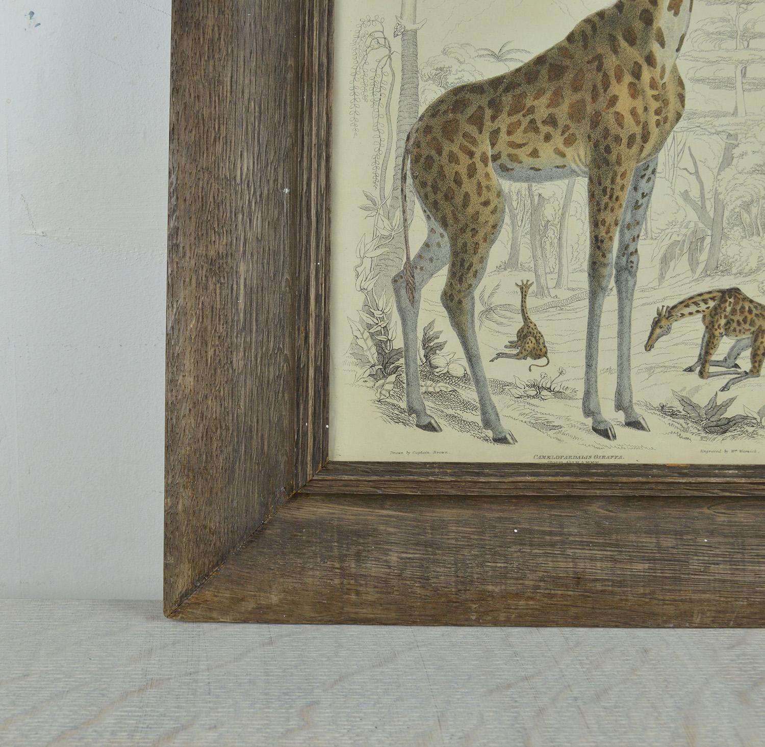 Folk Art Original Antique Print of a Giraffe, 1835