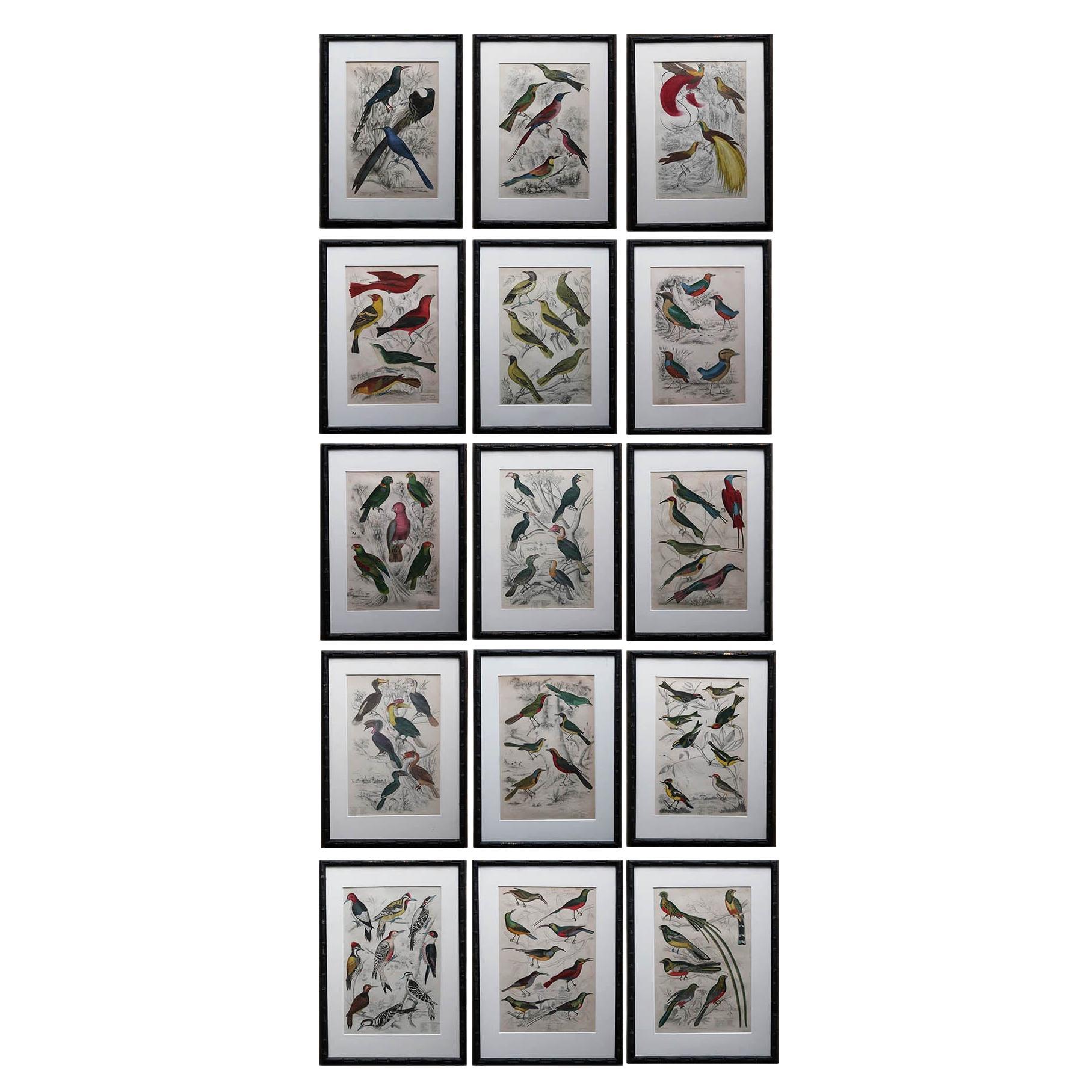 Set von 15 antiken exotischen Vogeldrucken in ebonisierten Kunstbambusrahmen, um 1835 im Angebot