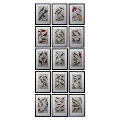 Set di 15 stampe antiche di uccelli esotici in cornici di finto bambù ebanizzato, 1835 ca.