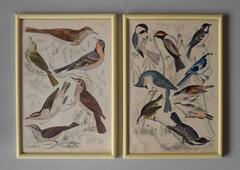 Set of Twelve Antique Bird Prints, Scottish, circa 1830
