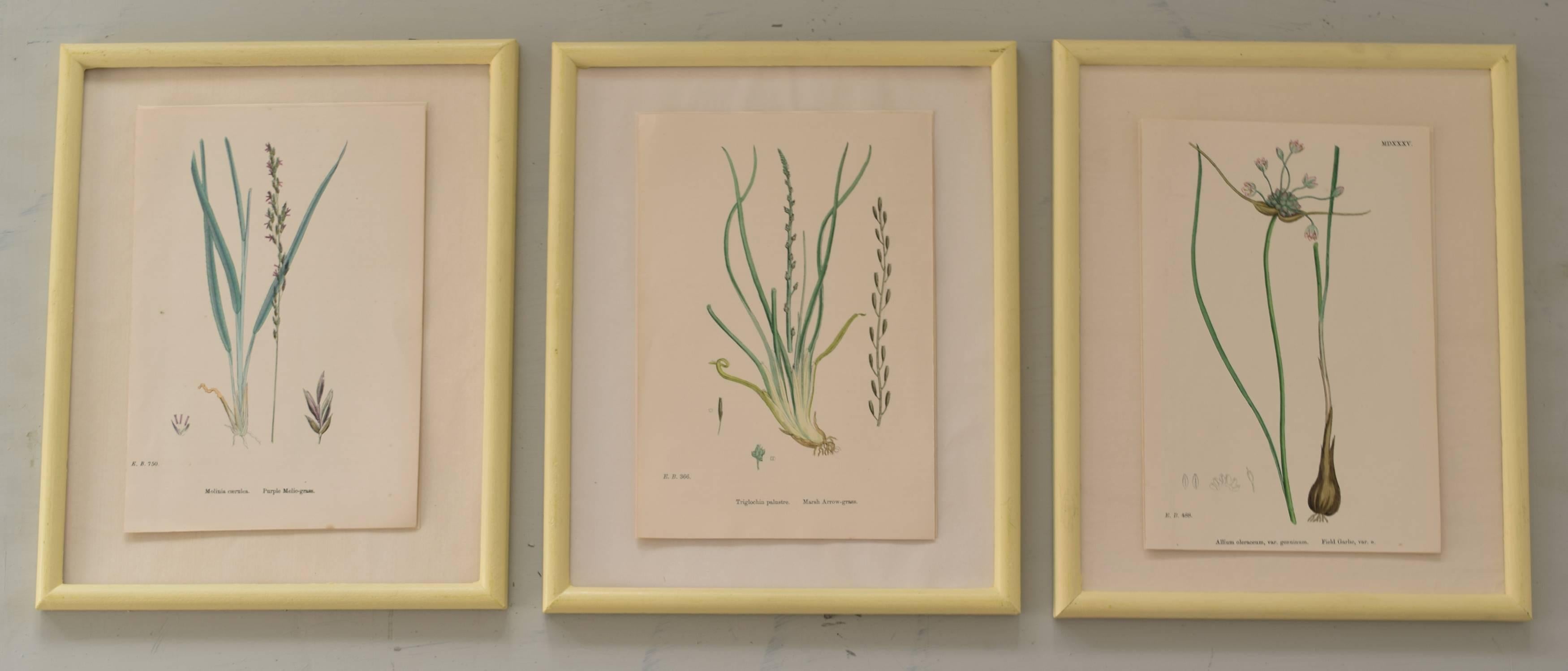 
Original hand-colored lithographs after Hooker.

Published, circa 1850

We have chosen this group of 18 because of their architectural or sculptural qualities.

Presented in our own hand-painted faux ivory frames.