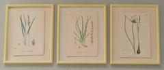 Set of 18 Antique Botanical Prints, English, circa 1850