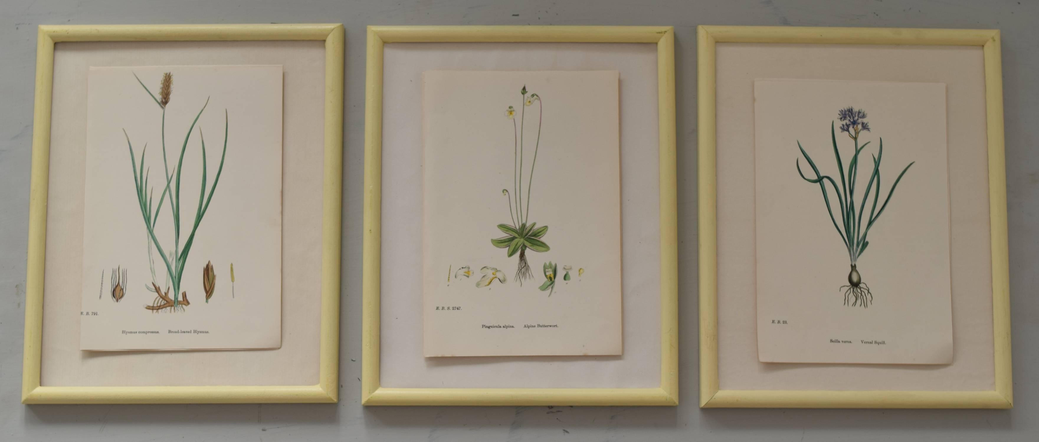 Set of 18 Antique Botanical Prints, English, circa 1850 In Good Condition In St Annes, Lancashire