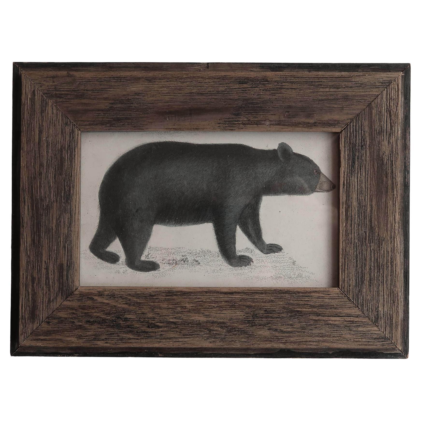 Stampa antica originale con cornice di un orso nero, 1847 in vendita