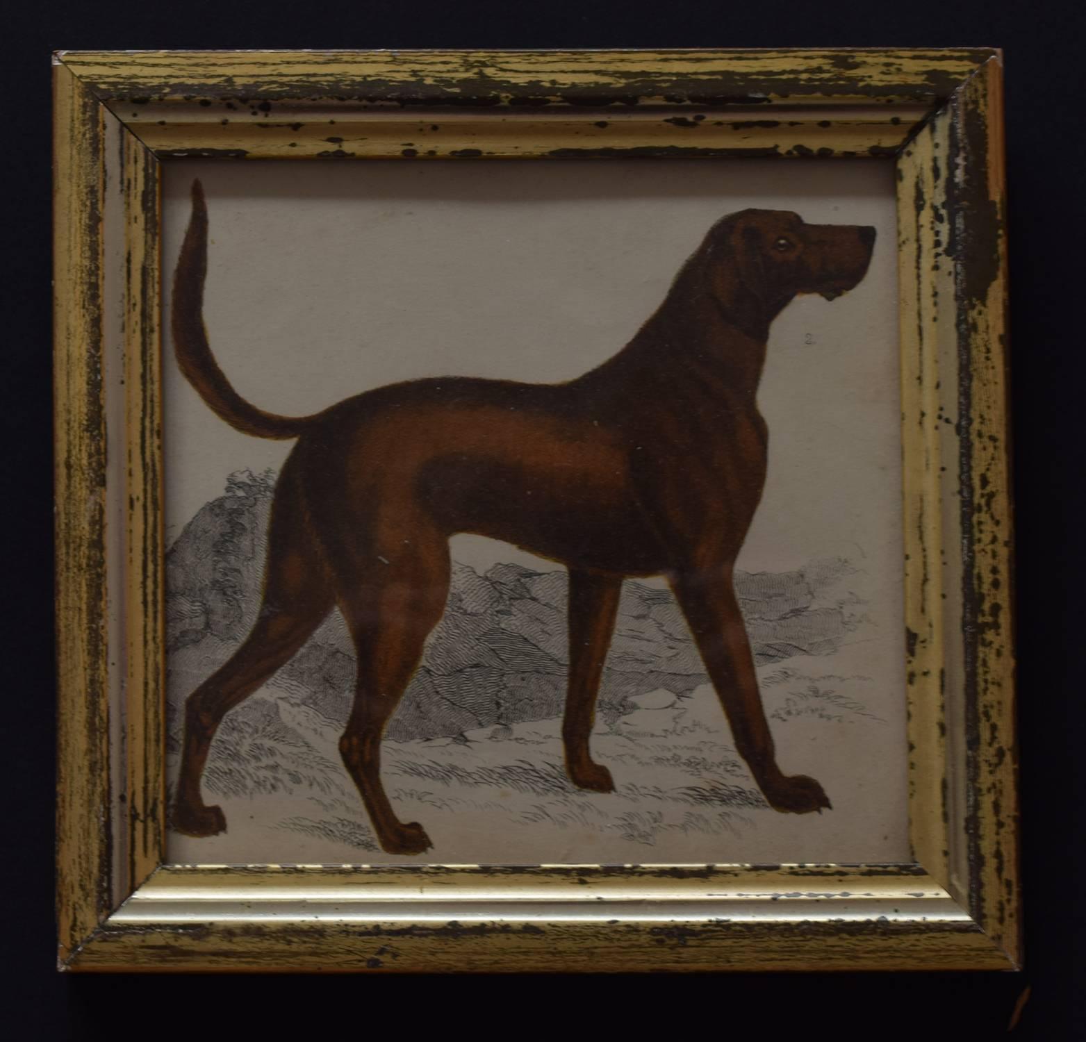 Charming print of a bloodhound. It is a hand-coloured steel engraving in a distressed oil gilded frame.

Published by Fullarton. London  Circa 1850.