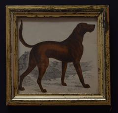 Antique Print of a Sporting Dog, English, circa 1850