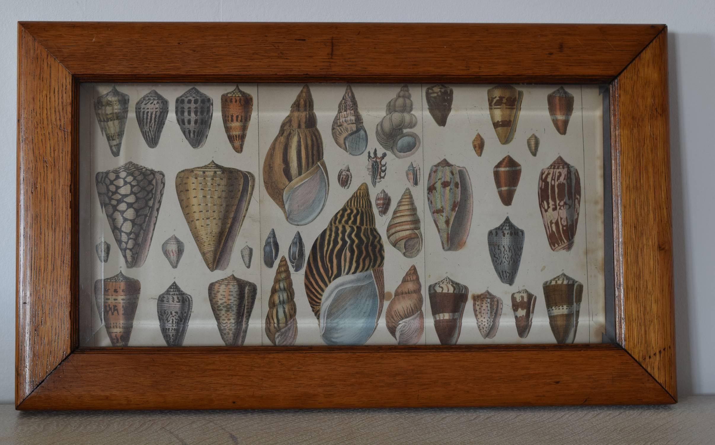 
The shells are actually printed paper.

The bevelled glass on the front of the cabinet creates an illusion of 3D.

The prints are original hand-colored steel engravings (three neatly joined together).

Wonderful muted colours.

The frame is a