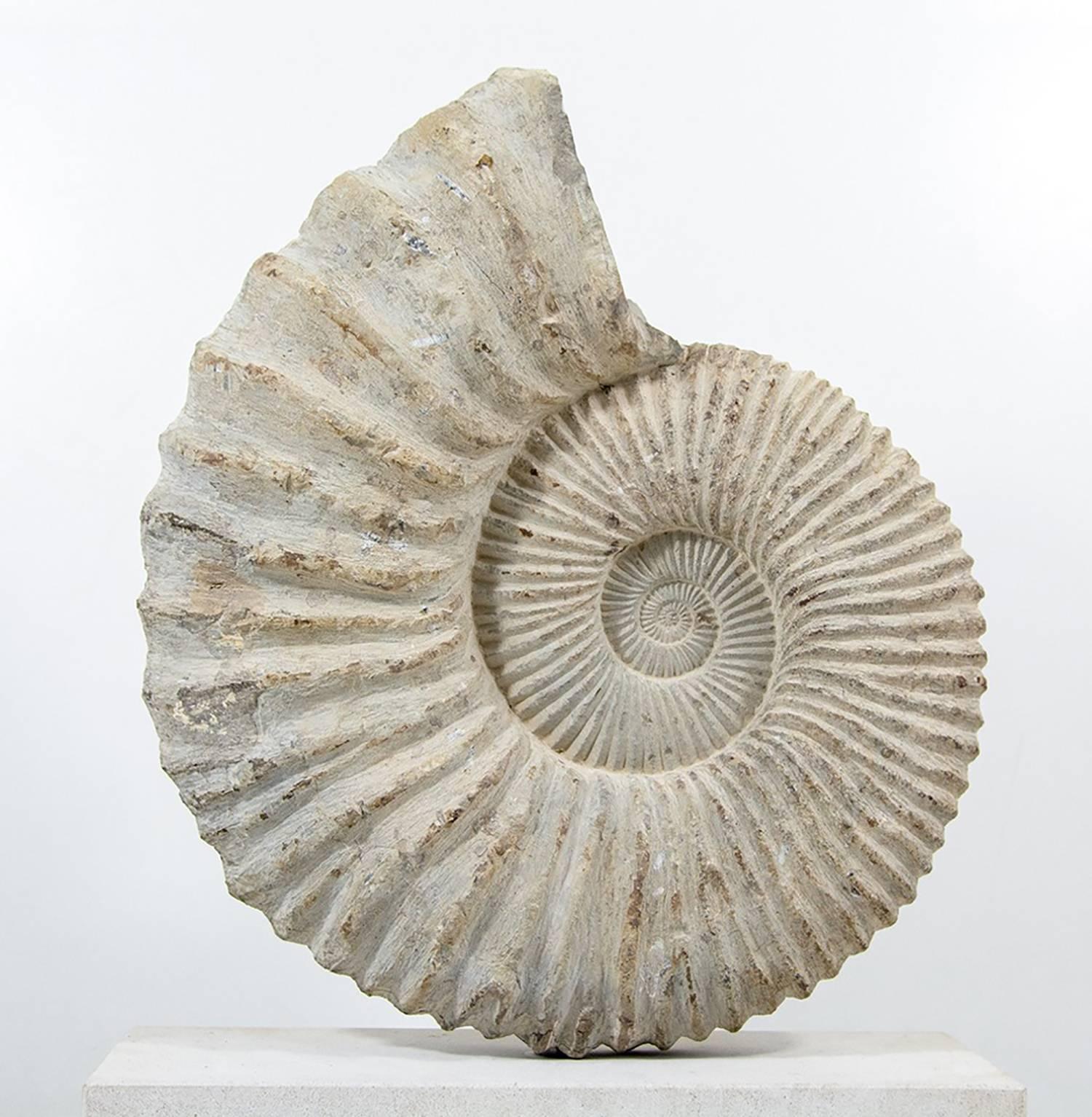 
A large and Classic fossil ammonite set onto a British Portland limestone base.

The ammonite is set on a uniquely designed swivel stainless steel pin which enables detachment for transport or shipping and allows the ammonite to be accented in