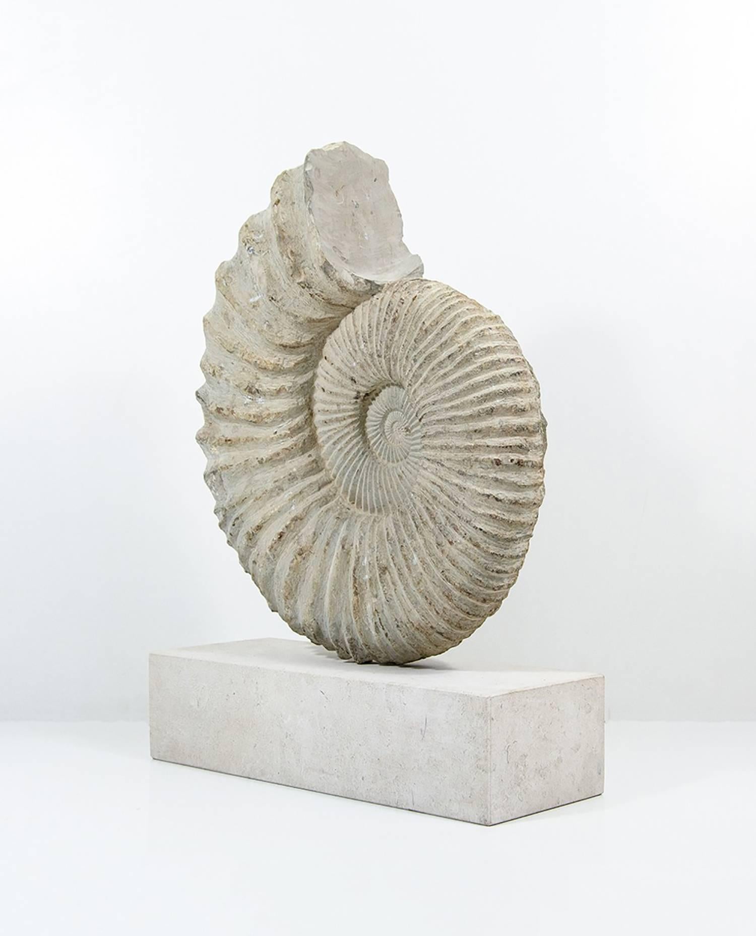 Egyptian Large Genuine Ammonite Fossil Mounted on a Limestone Base
