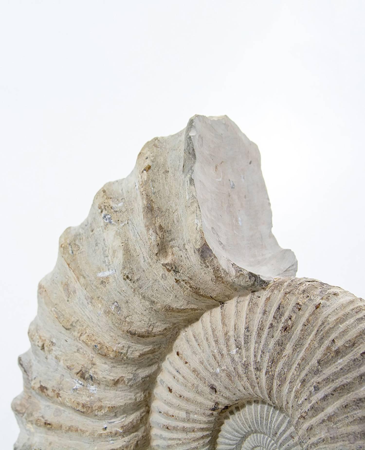 Other Large Genuine Ammonite Fossil Mounted on a Limestone Base