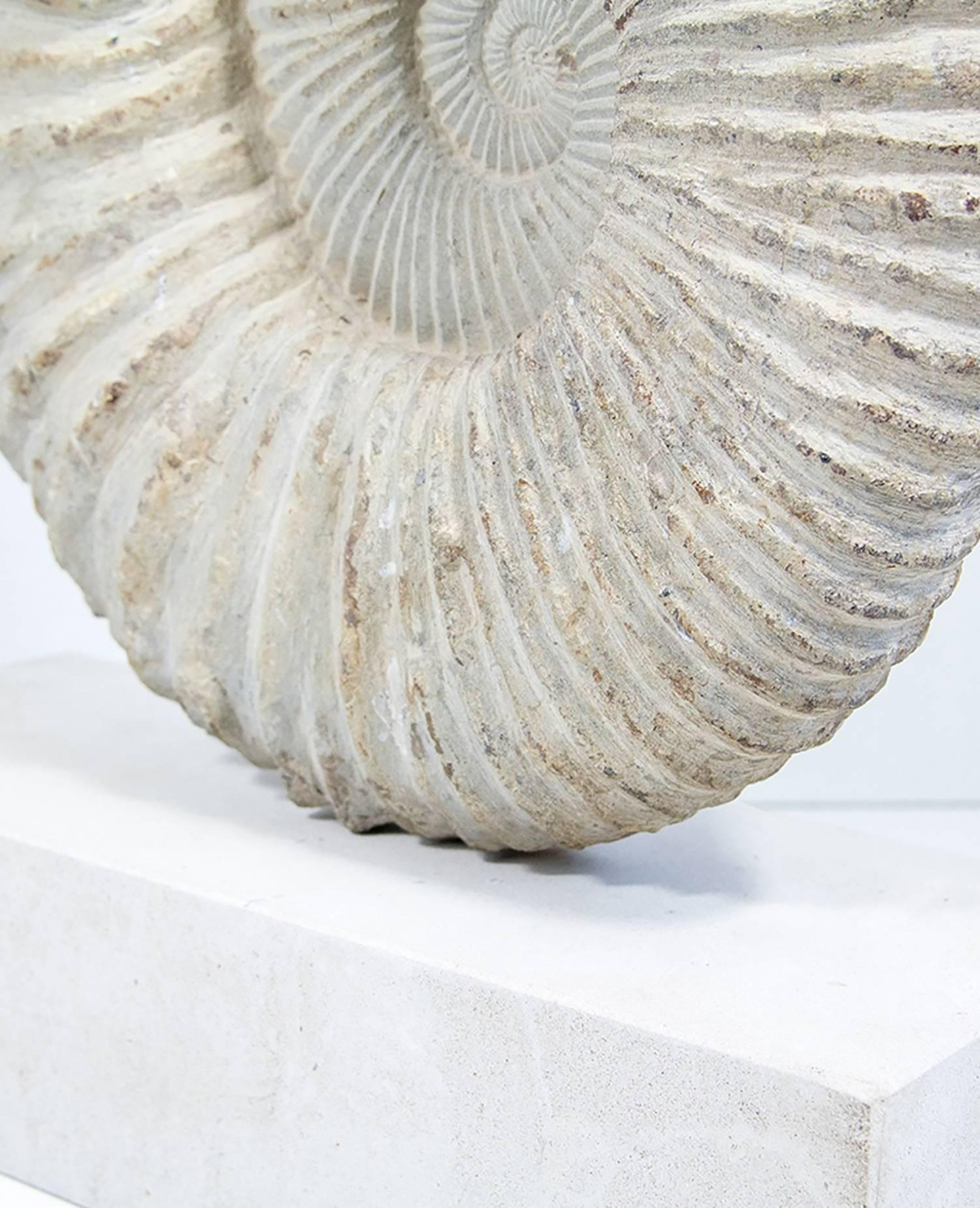 Large Genuine Ammonite Fossil Mounted on a Limestone Base In Good Condition In St Annes, Lancashire