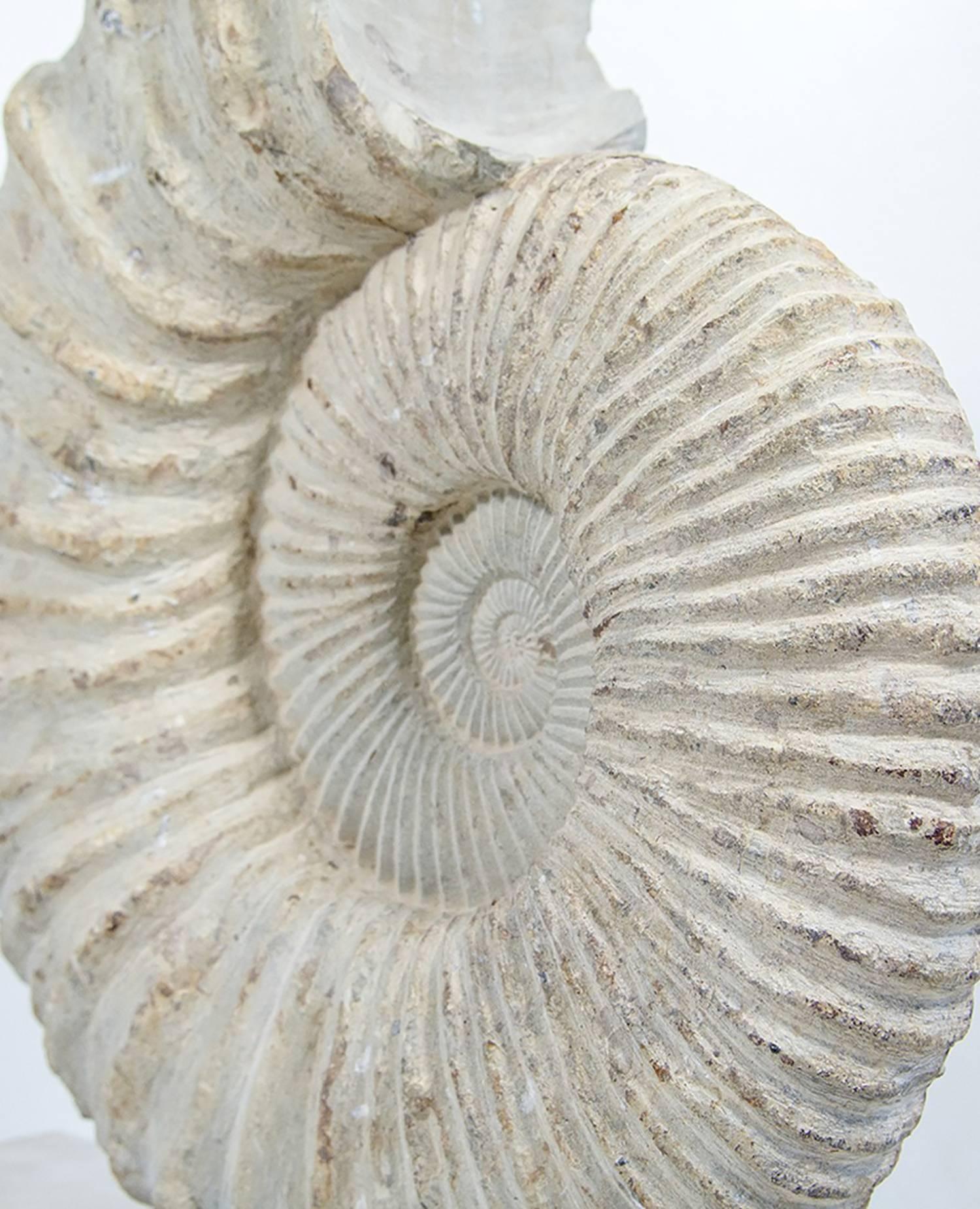 18th Century and Earlier Large Genuine Ammonite Fossil Mounted on a Limestone Base