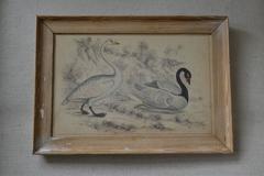 Original Antique Print of a Swan, circa 1850