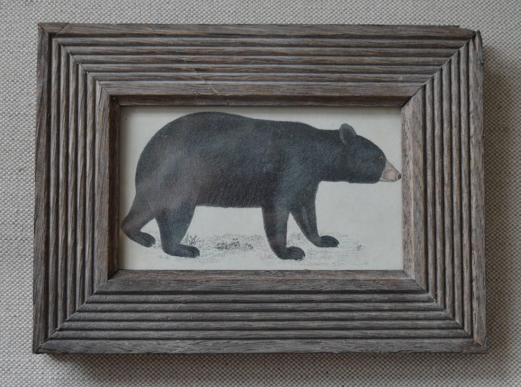 Charming print of a bear.

Hand-colored steel engraving in a distressed carved oak frame of the same period.

Original color.

Published by Fullarton, London, circa 1850.