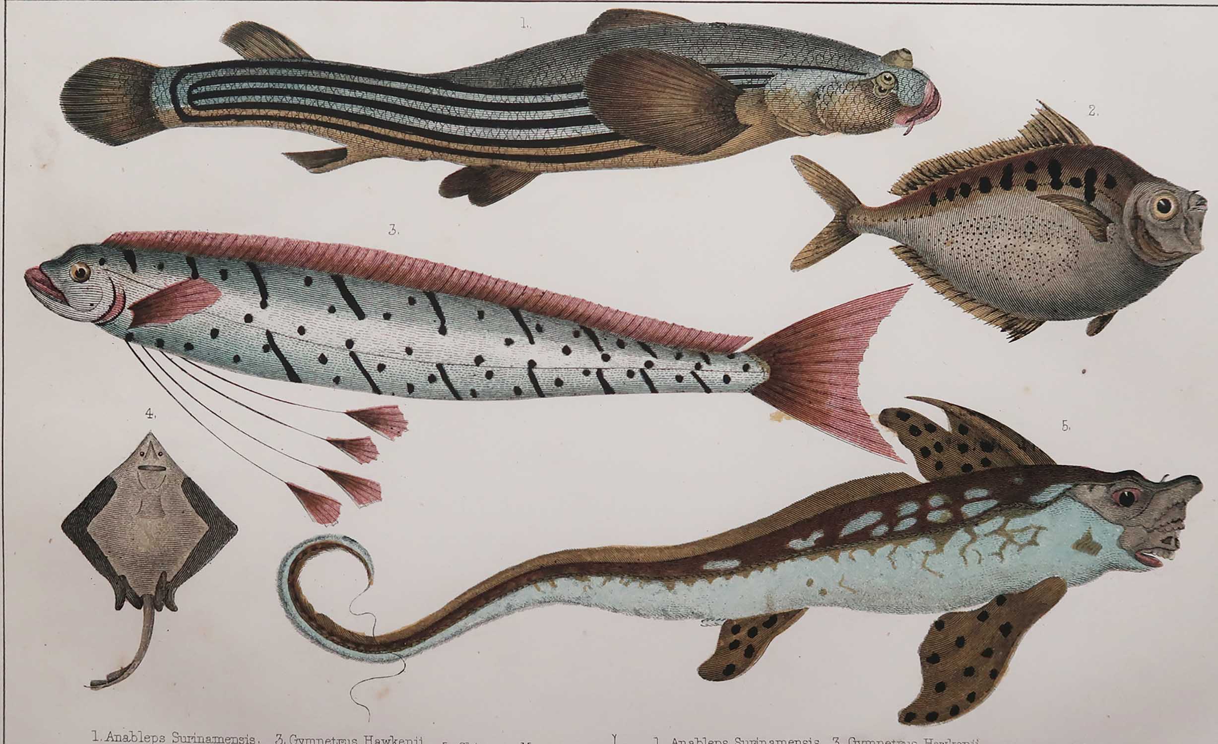 Original Antique Print of Fish, 1847 Unframed For Sale