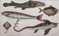 Original Antique Print of Fish, 1847 Unframed