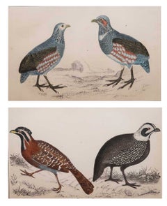 Original Antique Game Bird Prints, Quails and Partridge. 1847