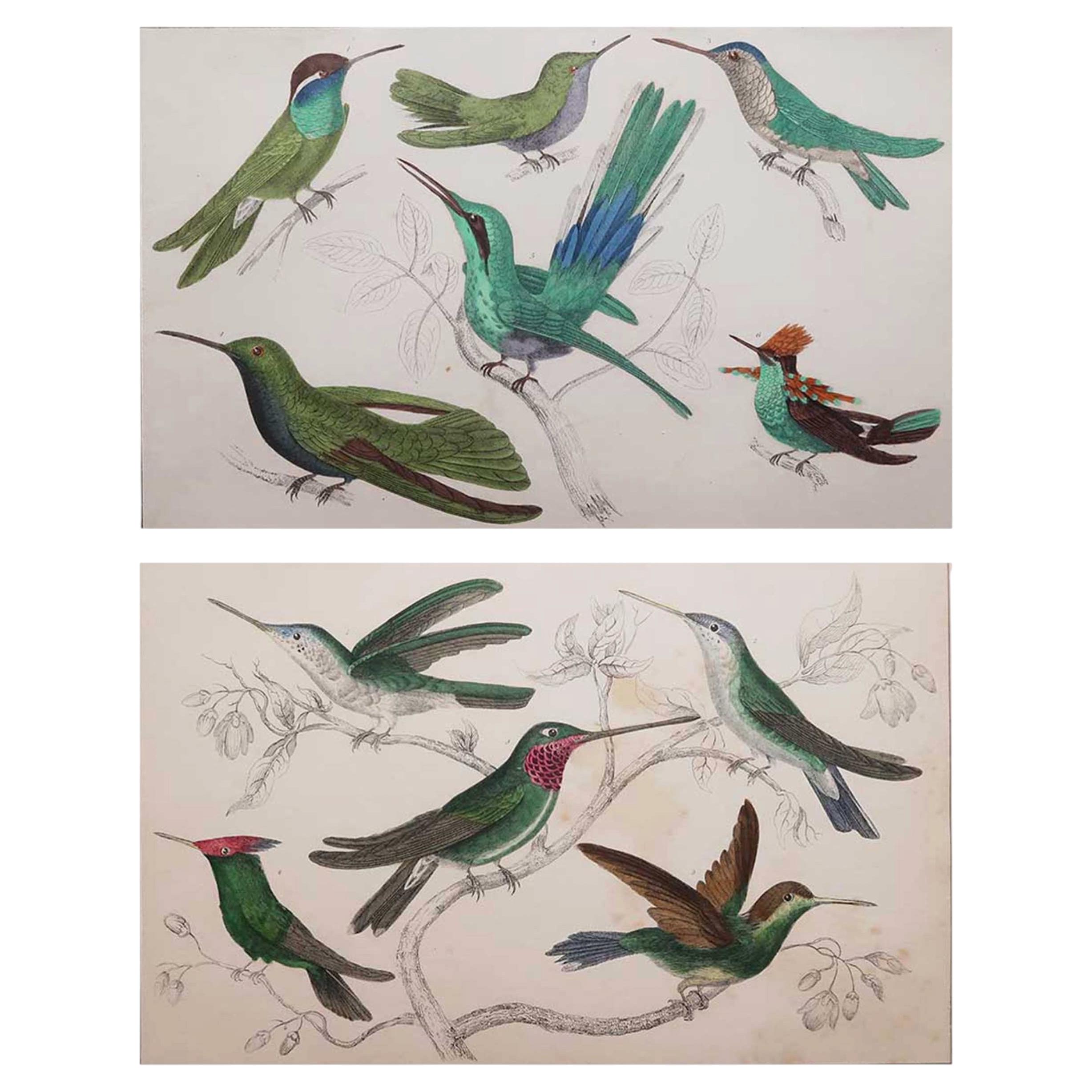 Original Antique Bird Prints, Hummingbirds. 1847 For Sale