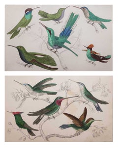 Grabados Antiguos Originales de Aves, Colibríes. 1847